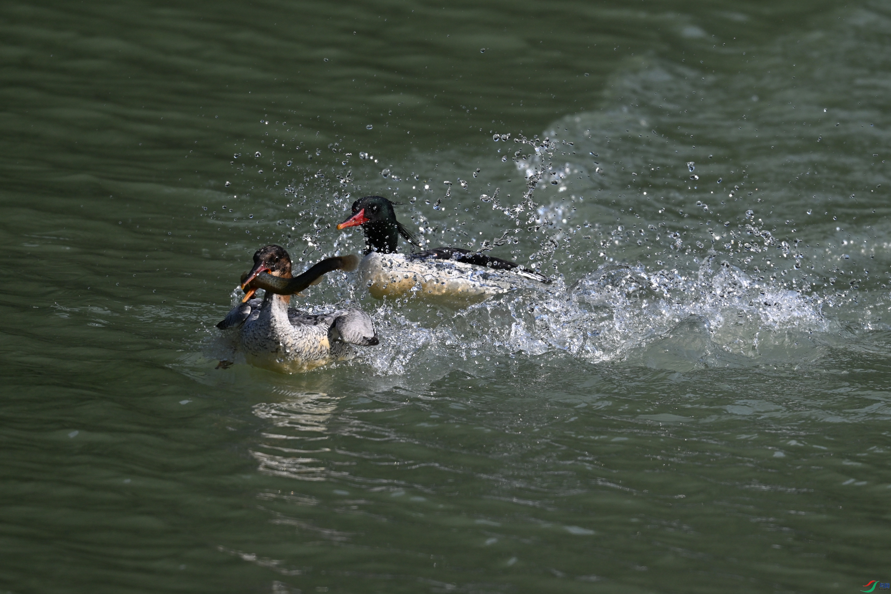 DSC_7451.JPG