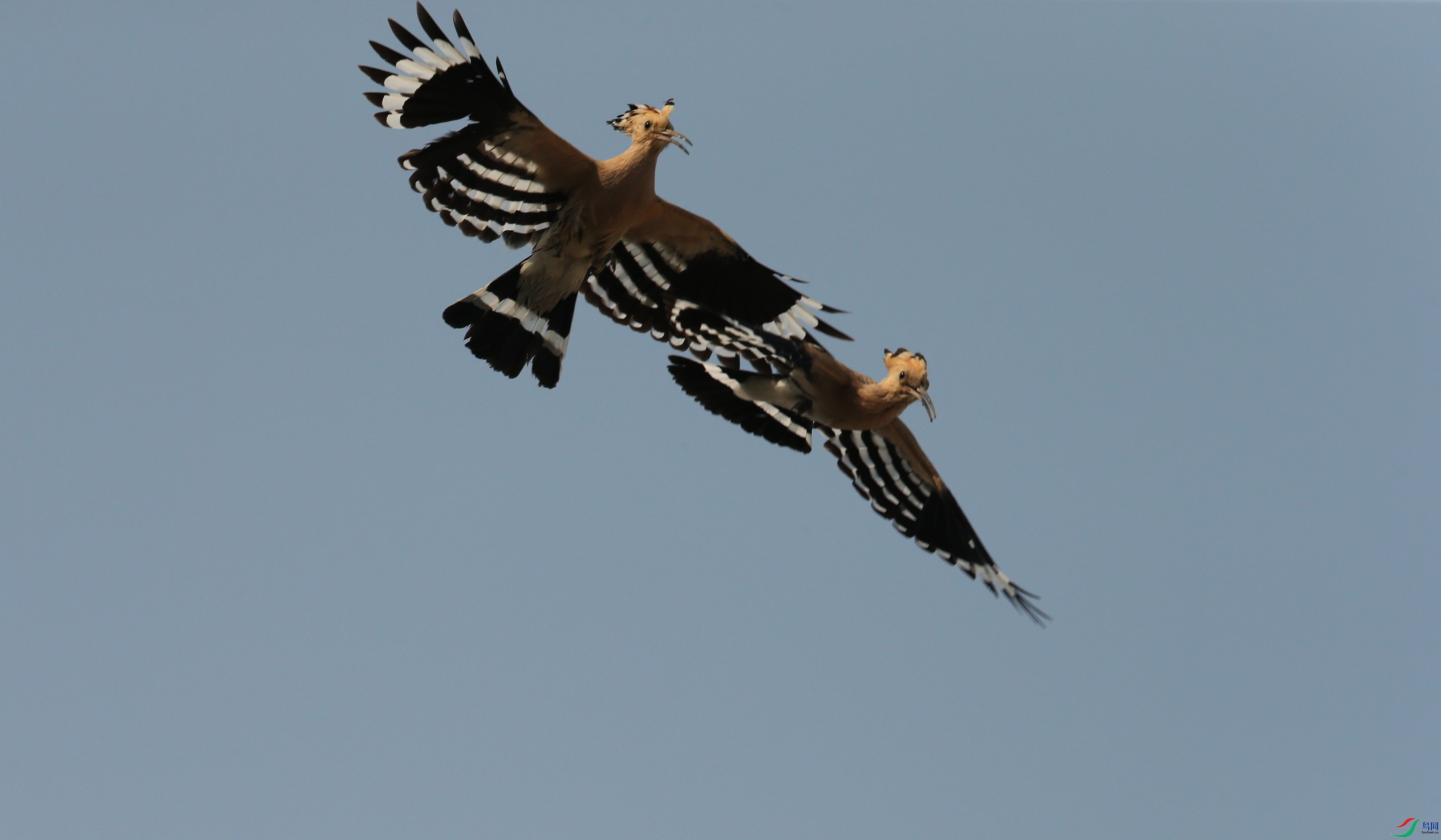 D89P7912.JPG