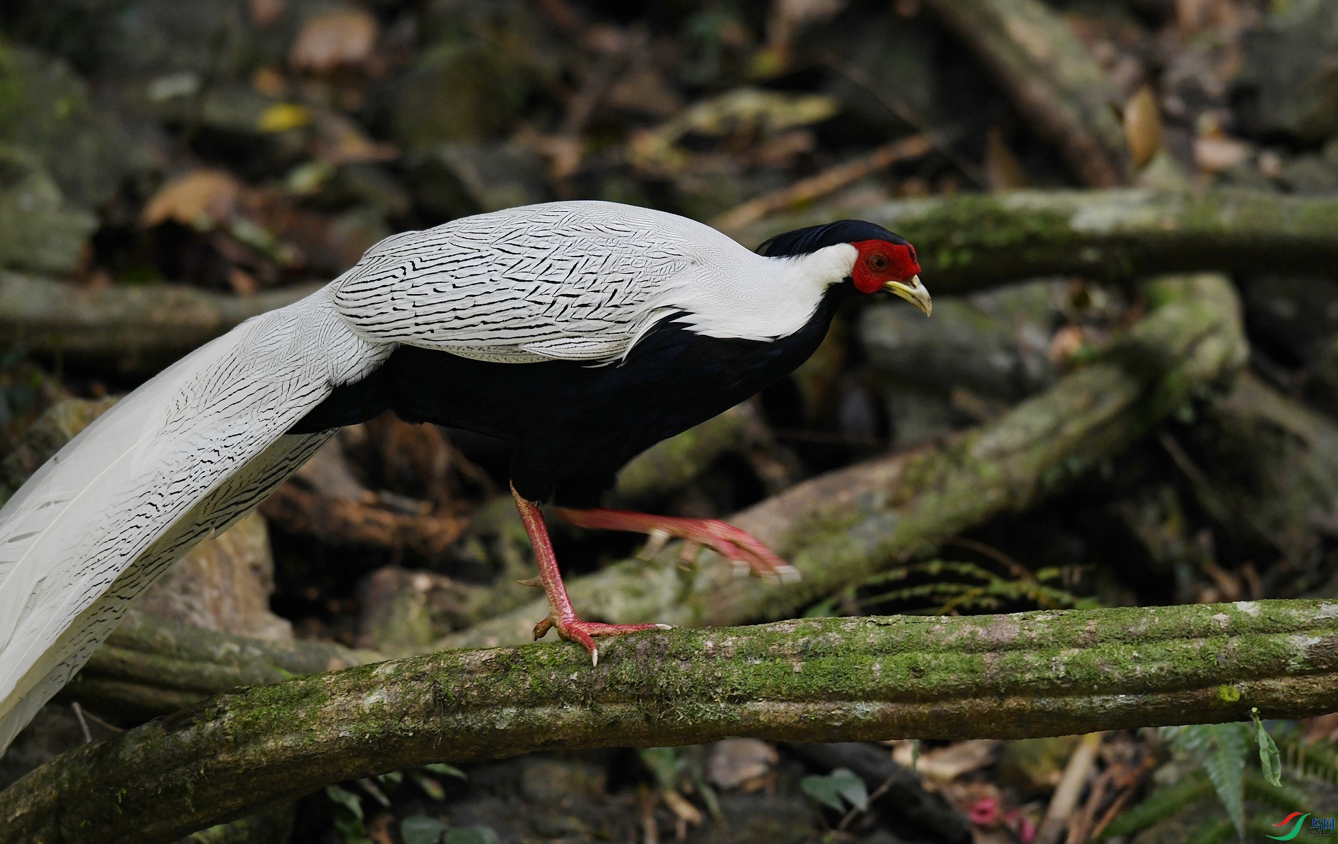 DSC_8357.jpg