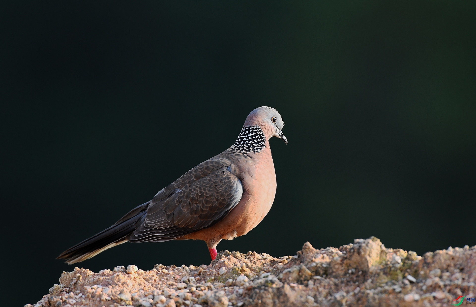 DSC_9014.jpg