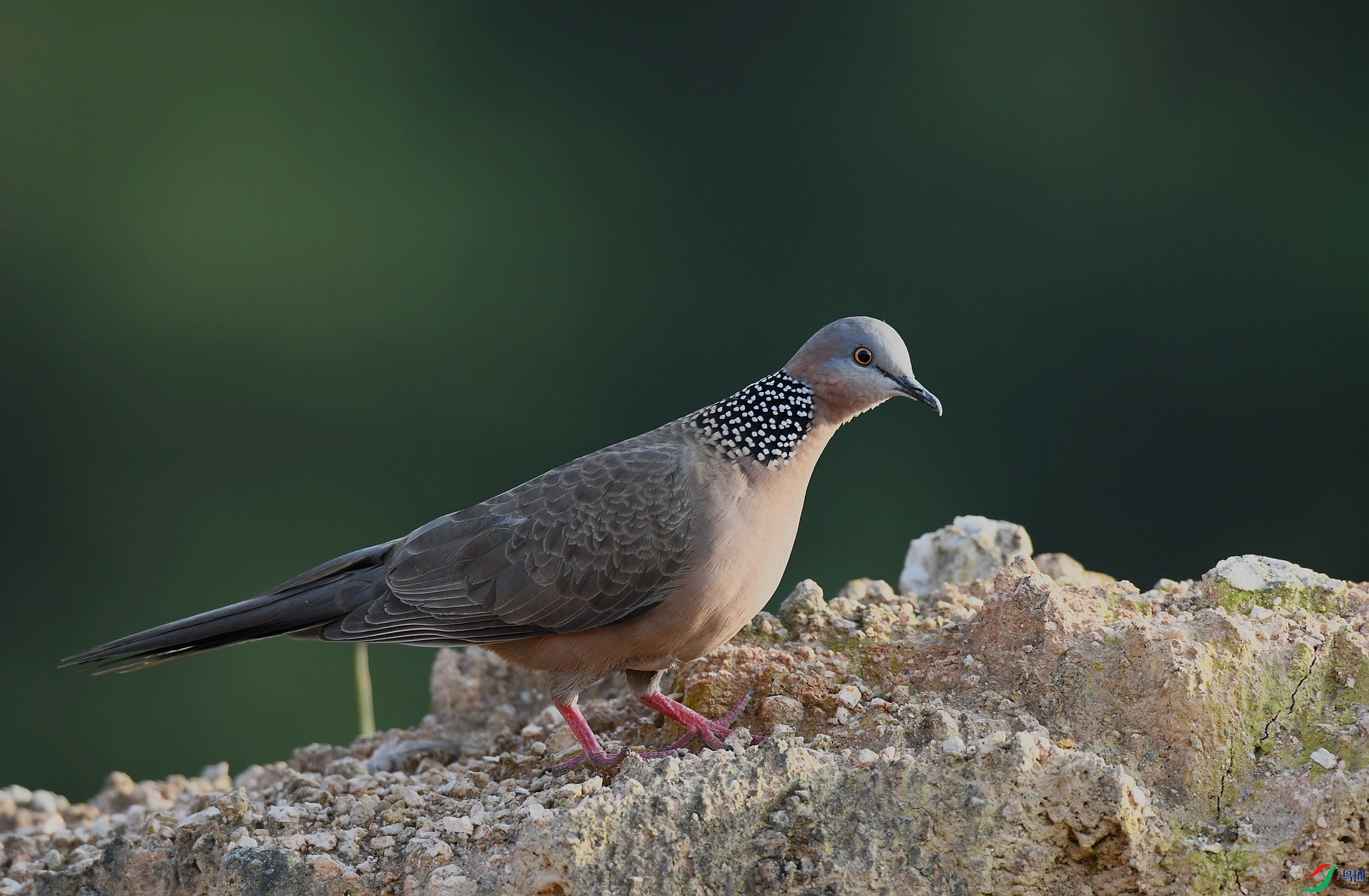 DSC_9055.jpg