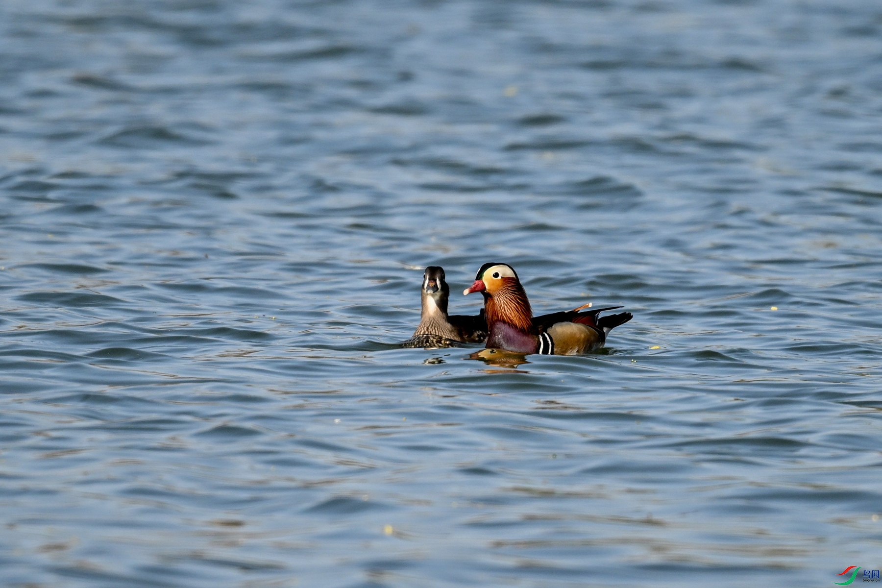 DSC_3138.JPG