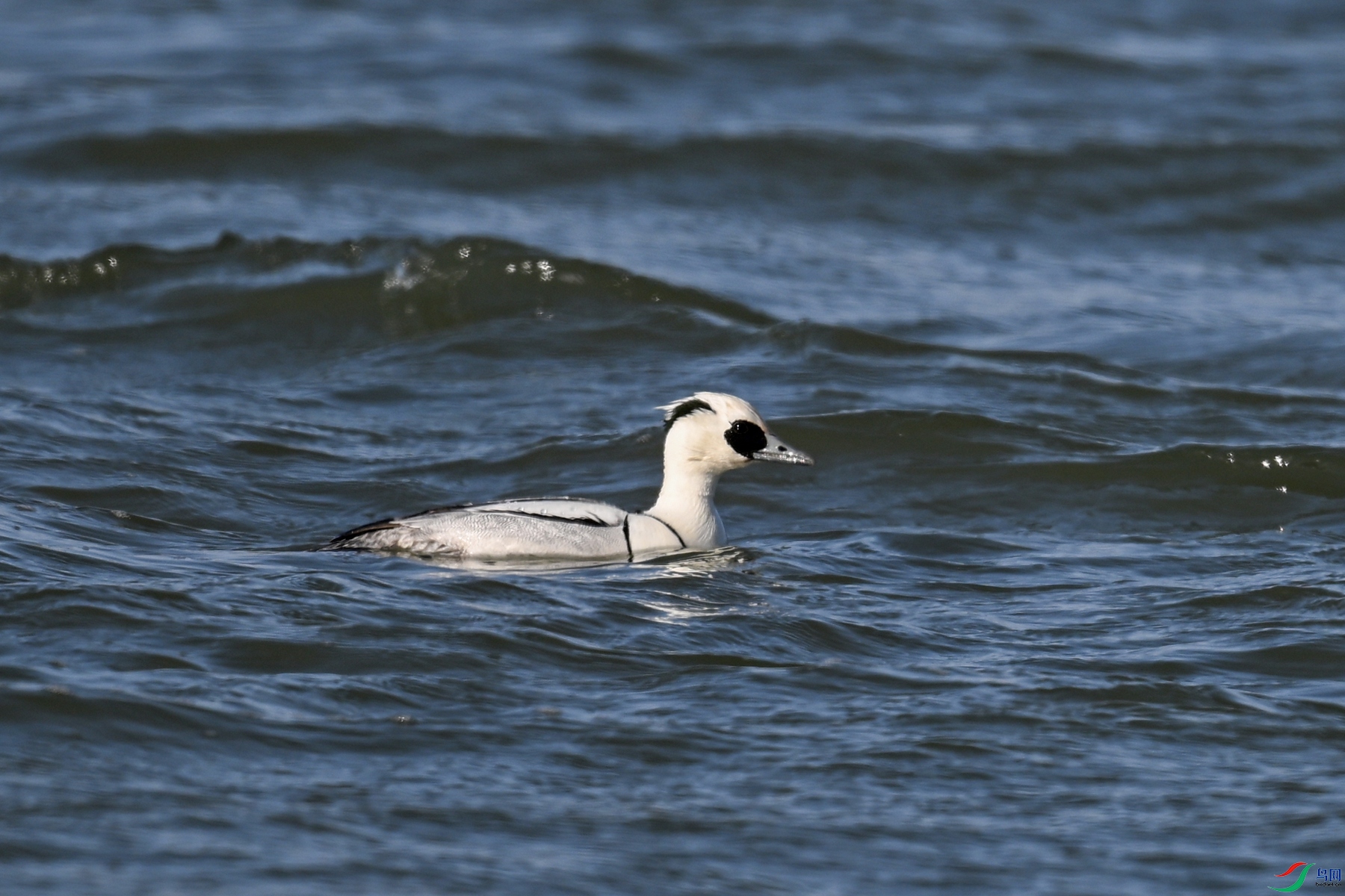 DSC_2274.JPG