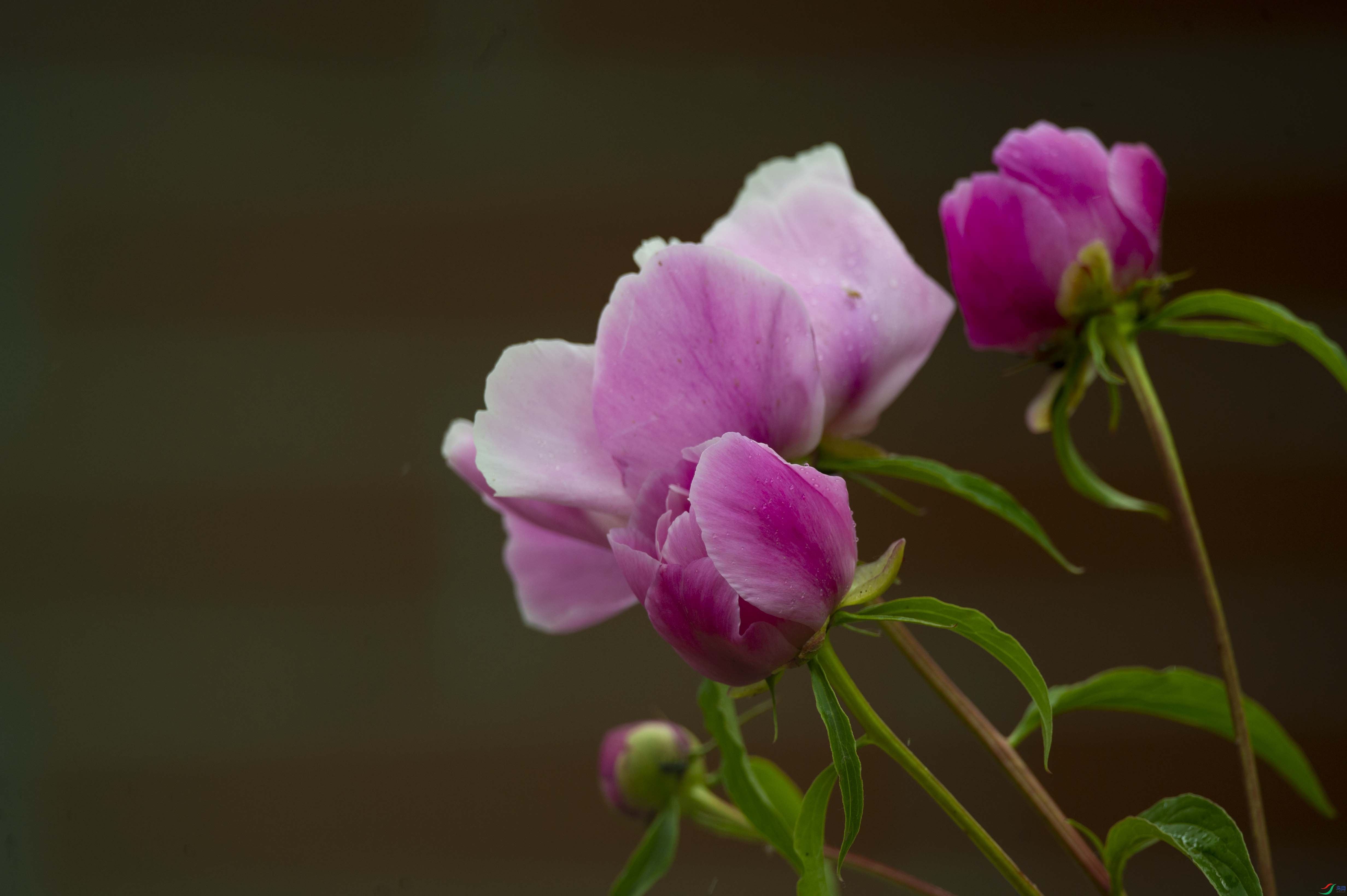 DSC_3111.jpg