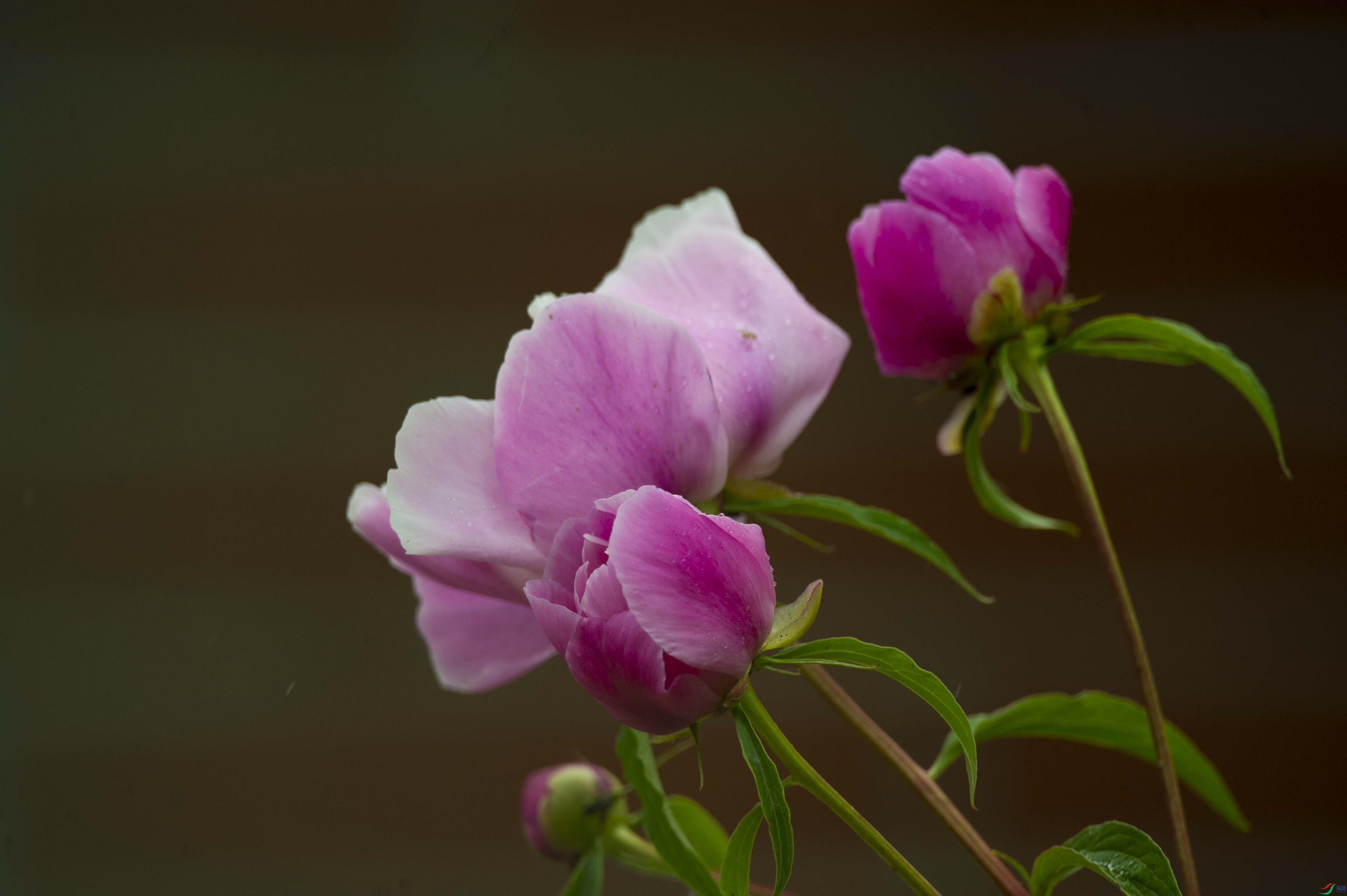 DSC_3112.jpg