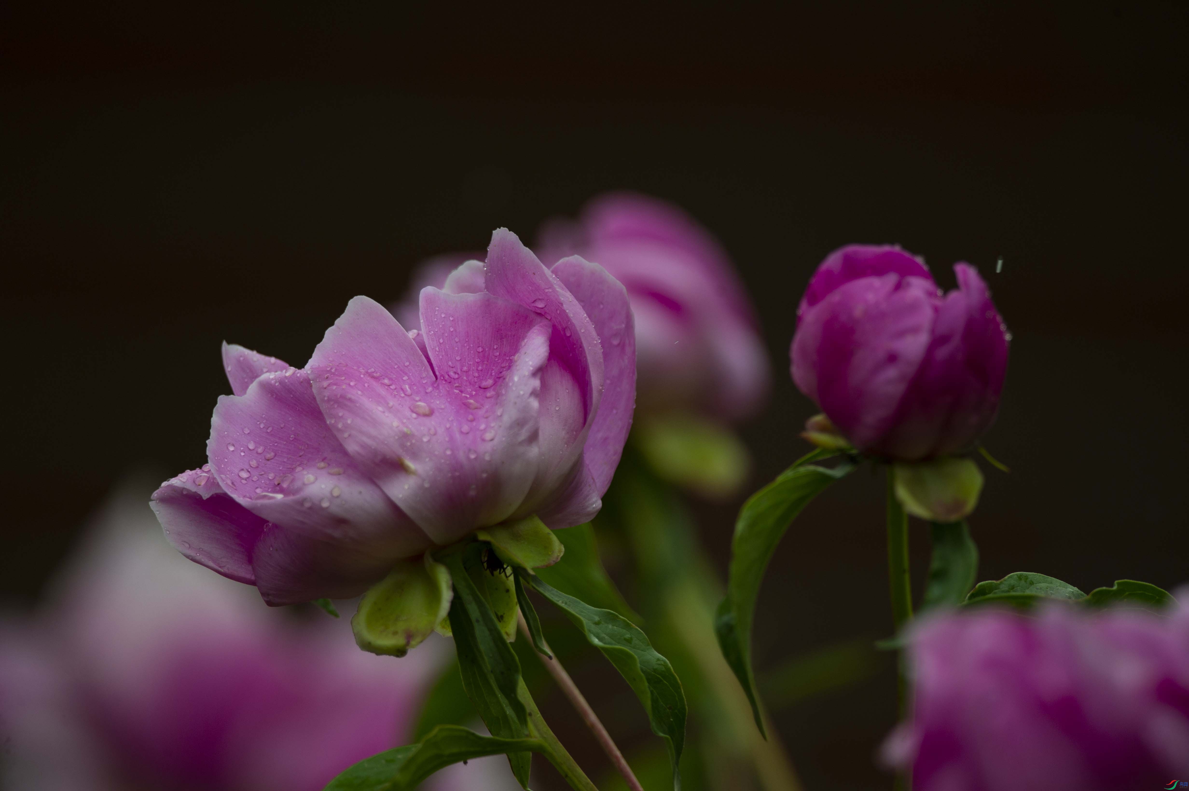 DSC_3115.jpg