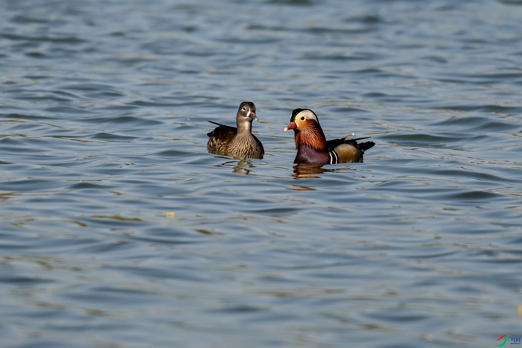 DSC_3178.JPG