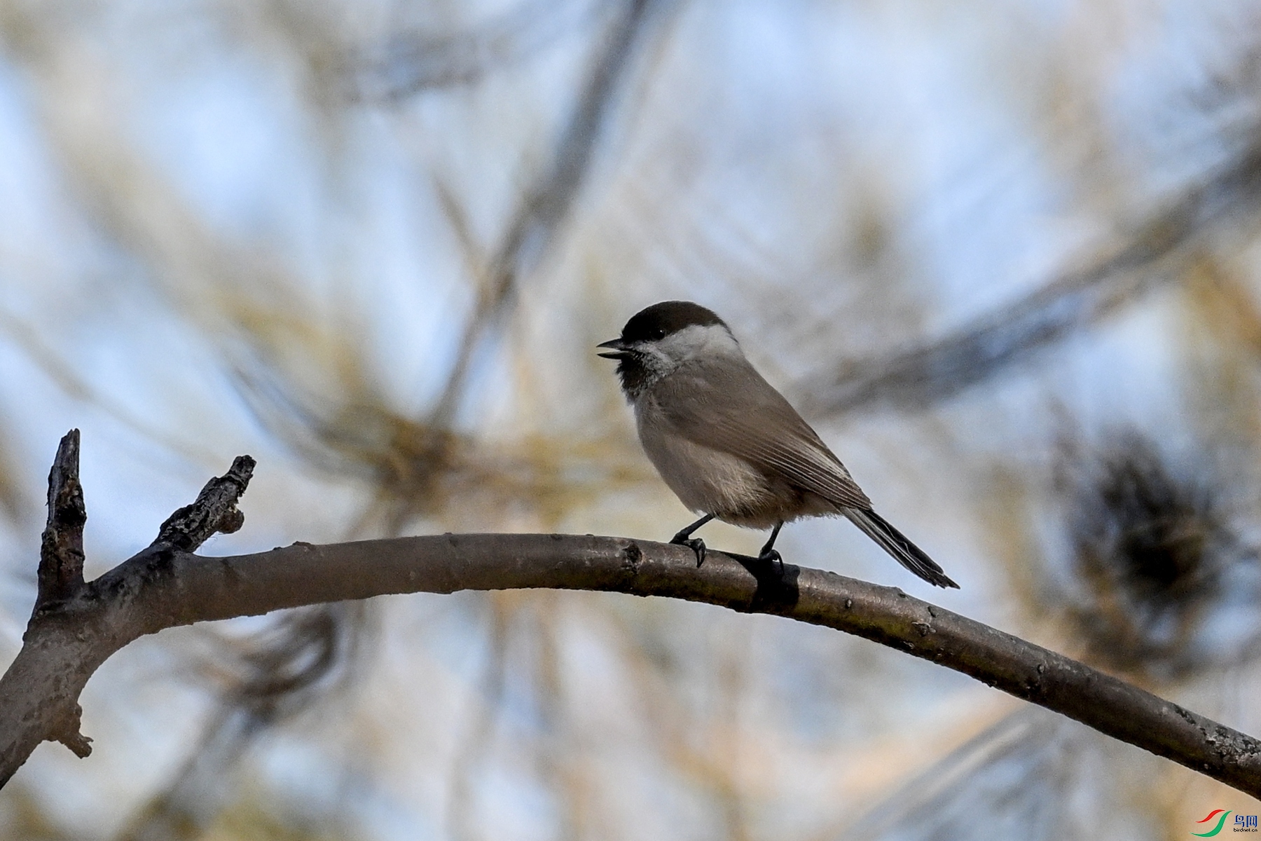 DSC_2465.JPG