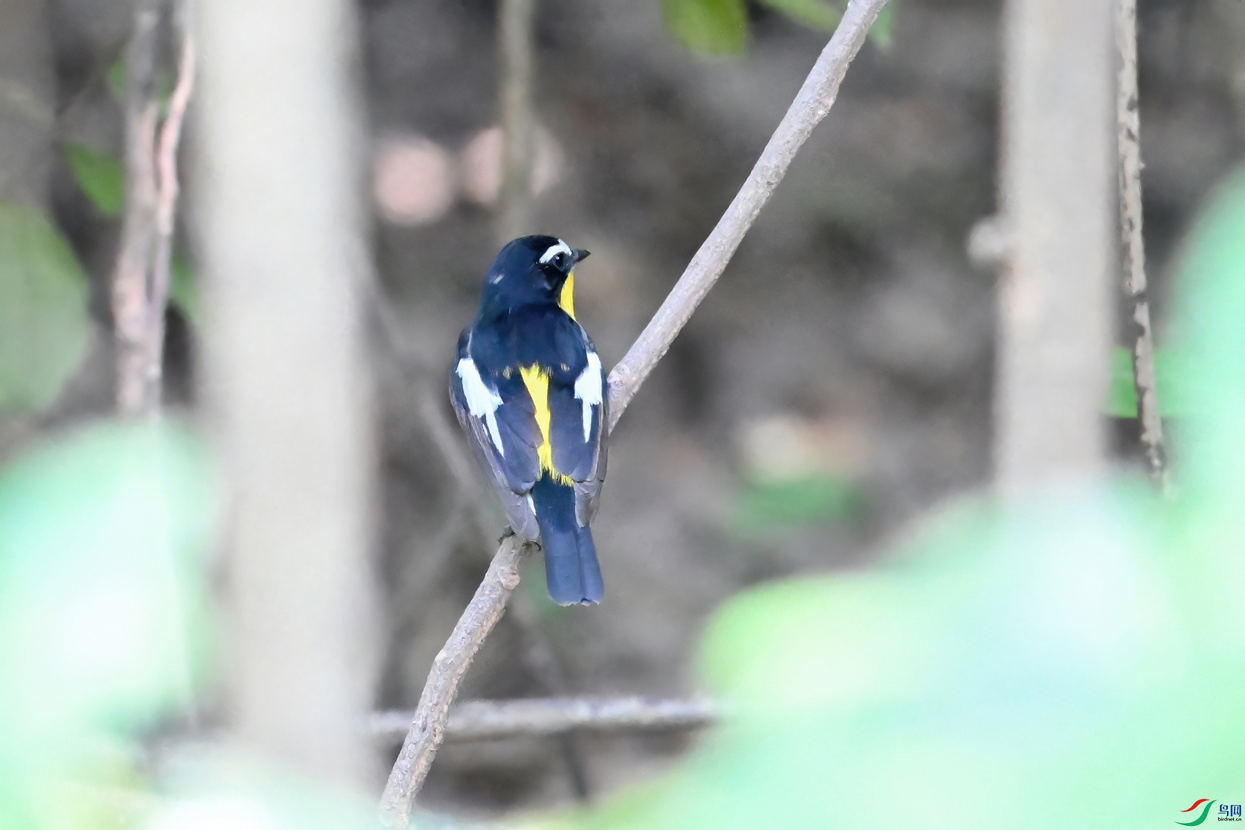 DSC_3525-DeNoiseAI-severe-noise.JPG