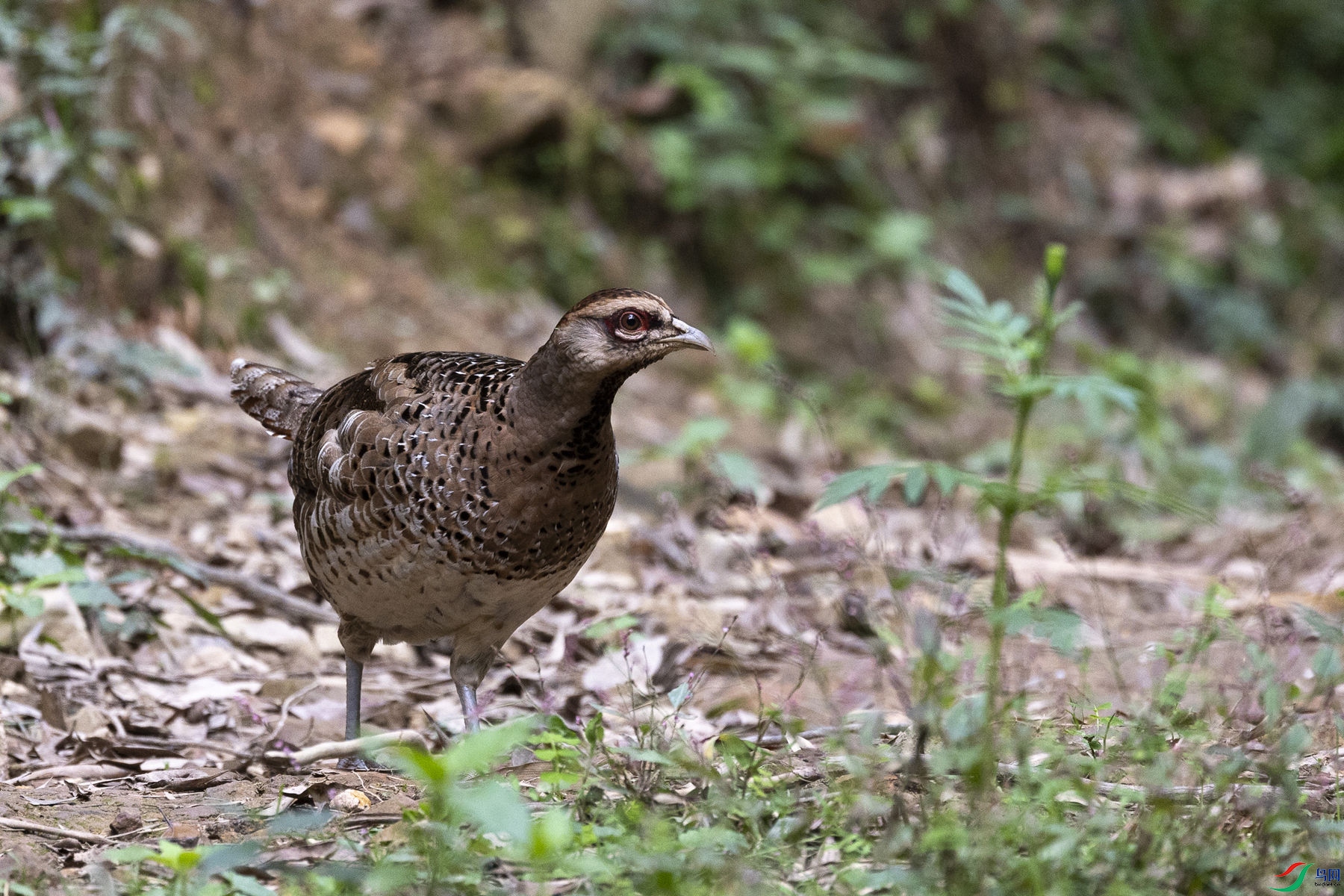 �׾���β��
