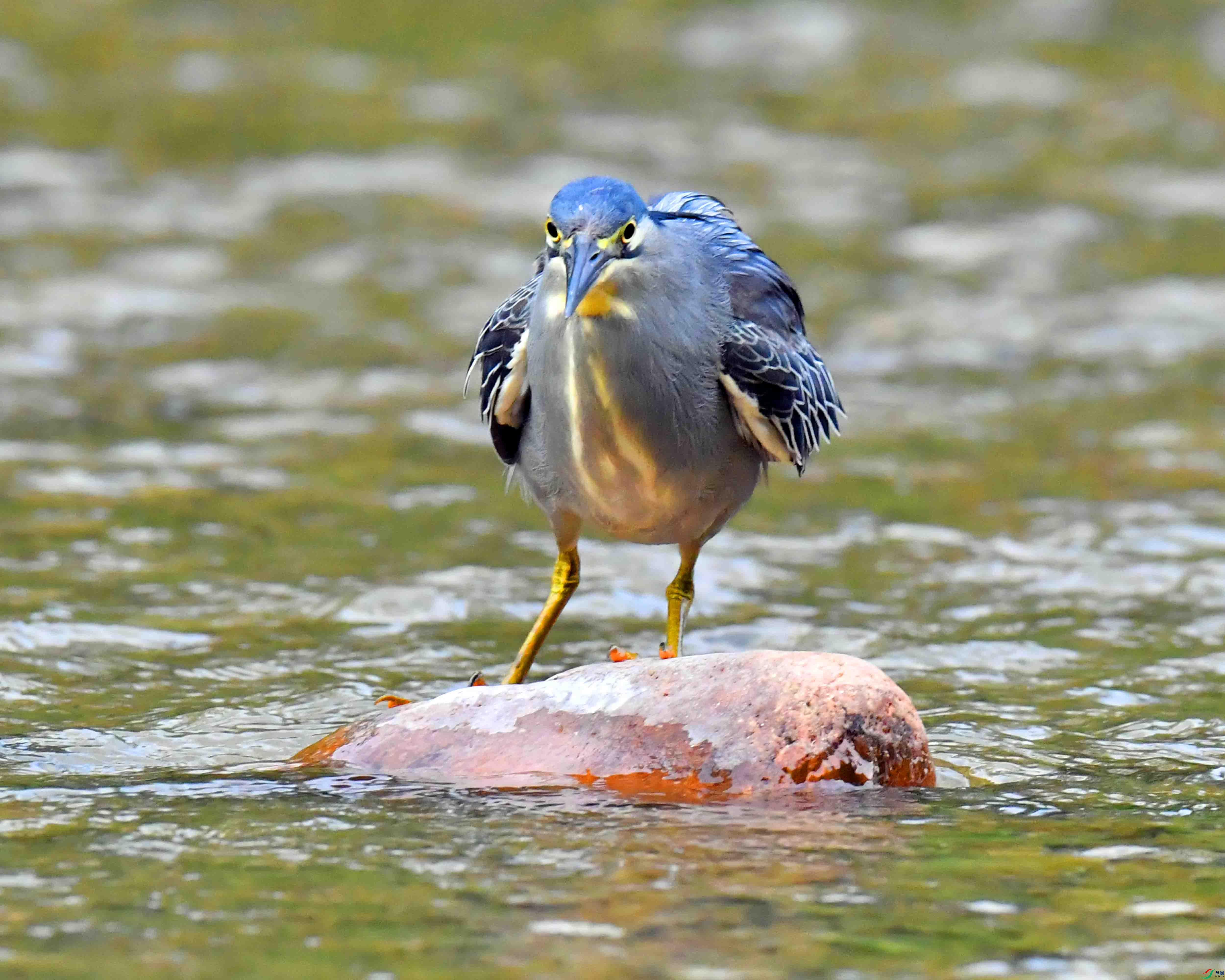 DSC_0871.JPG