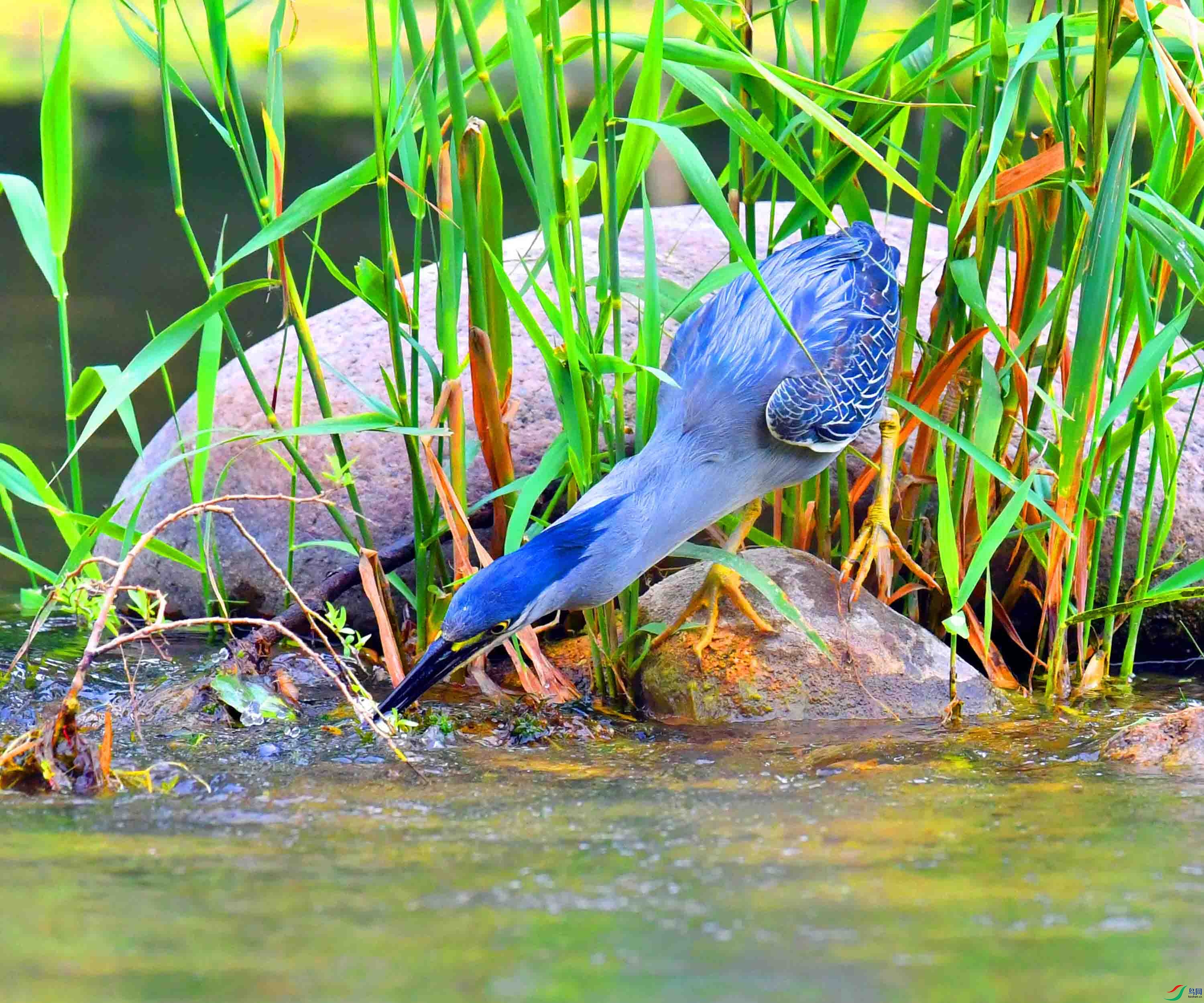 DSC_0925.JPG
