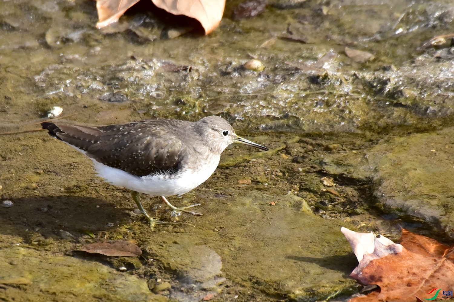 DSC_4029.JPG