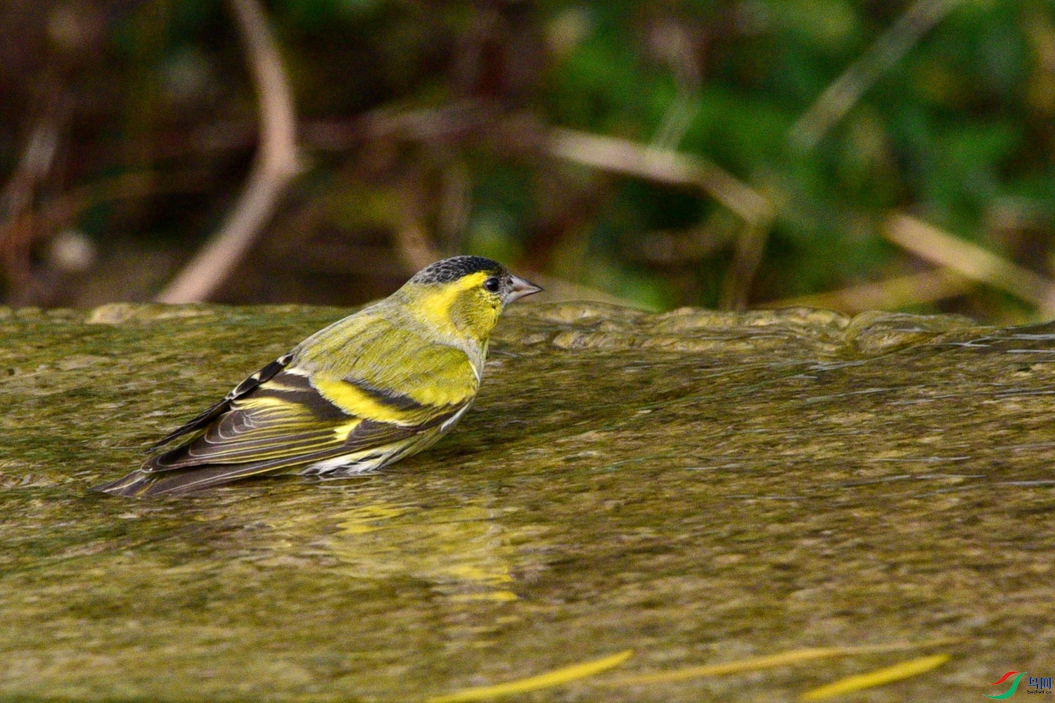 DSC_6248.JPG