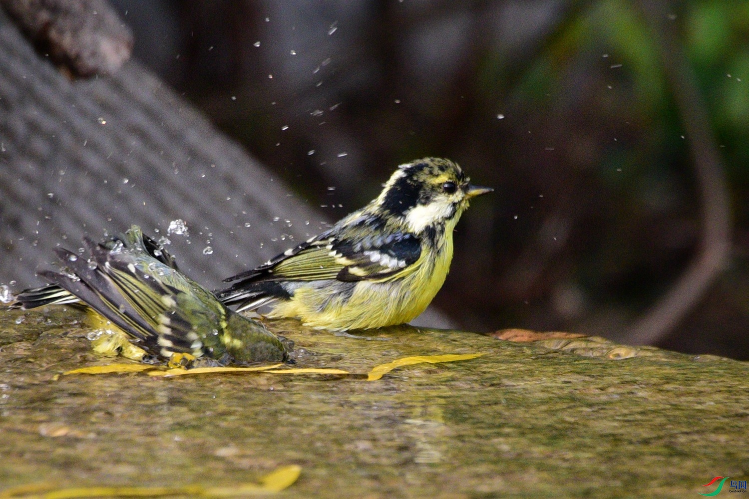 DSC_6611.JPG