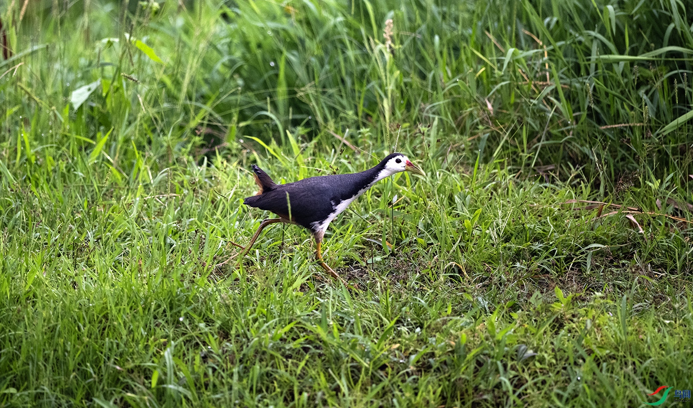 DSC_2284 ����.jpg