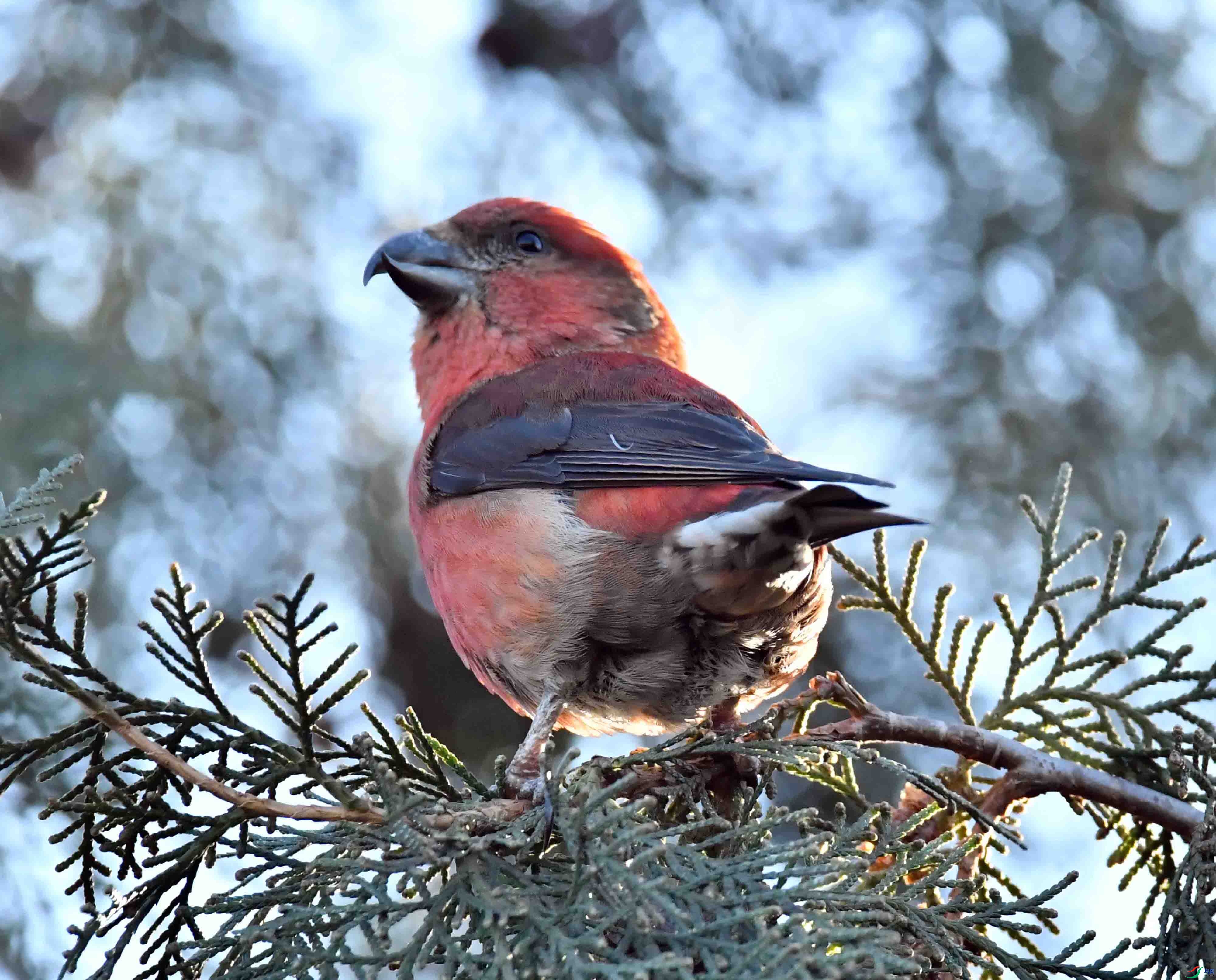 DSC_6356.JPG