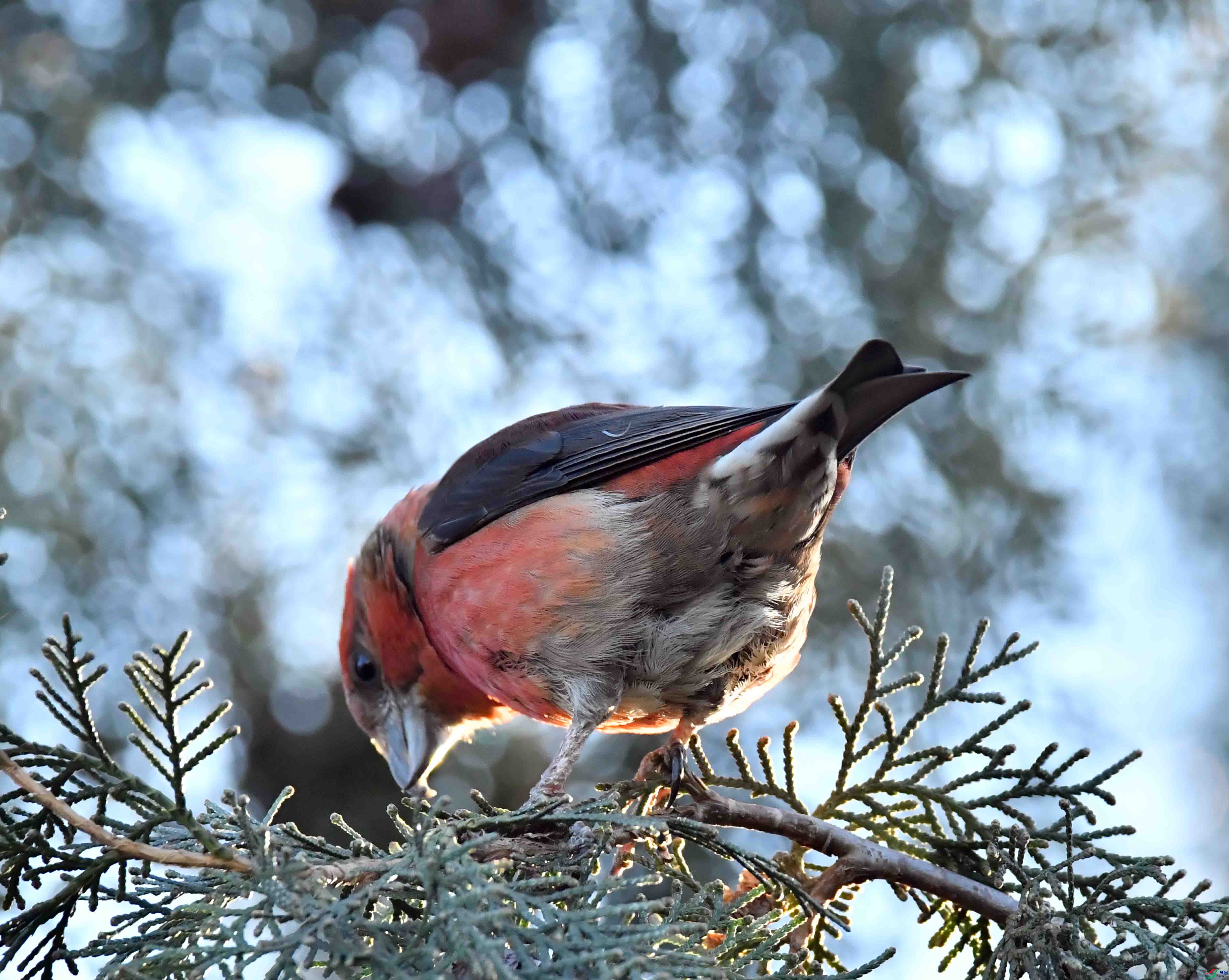 DSC_6350.JPG
