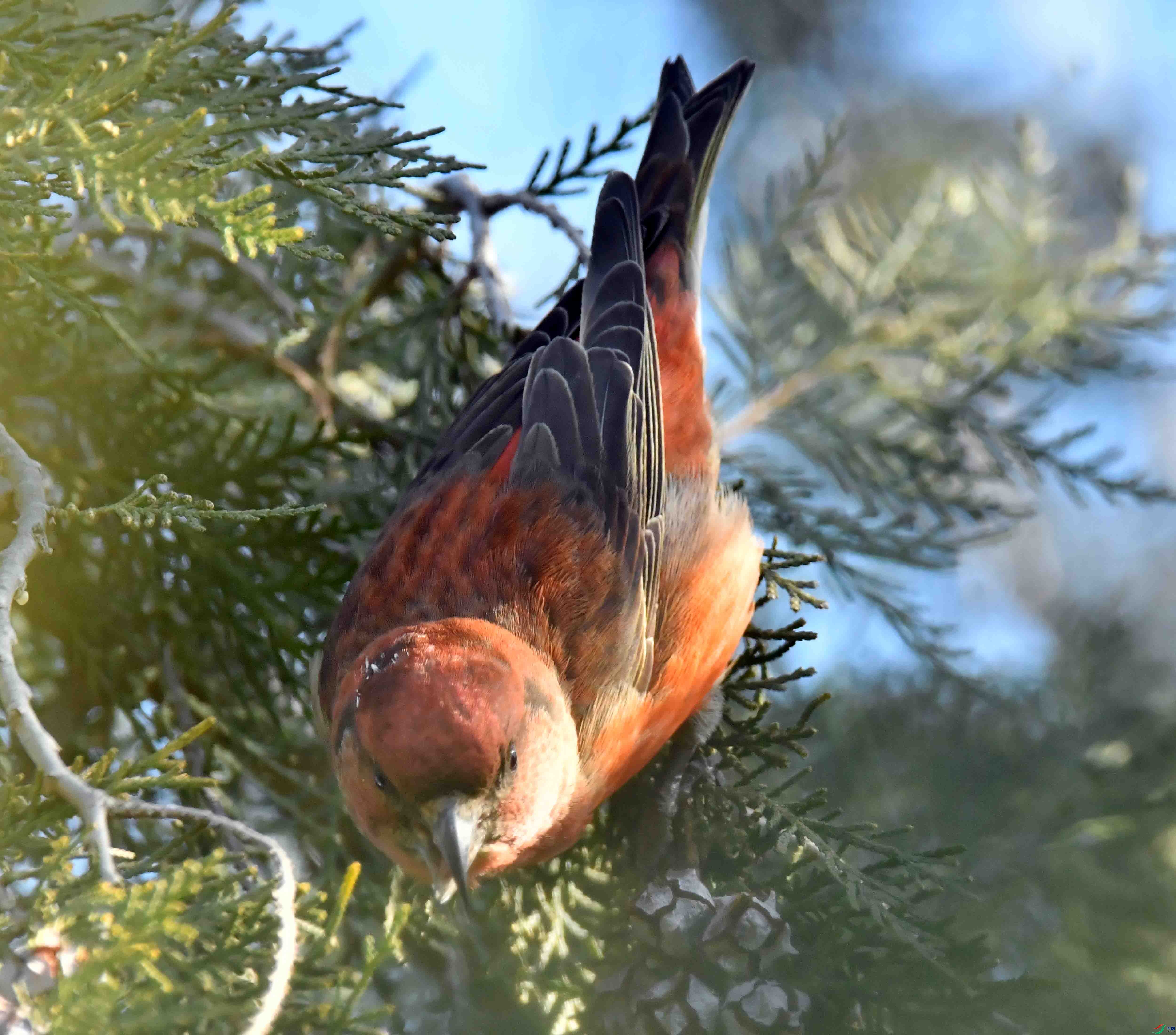 DSC_6818.JPG