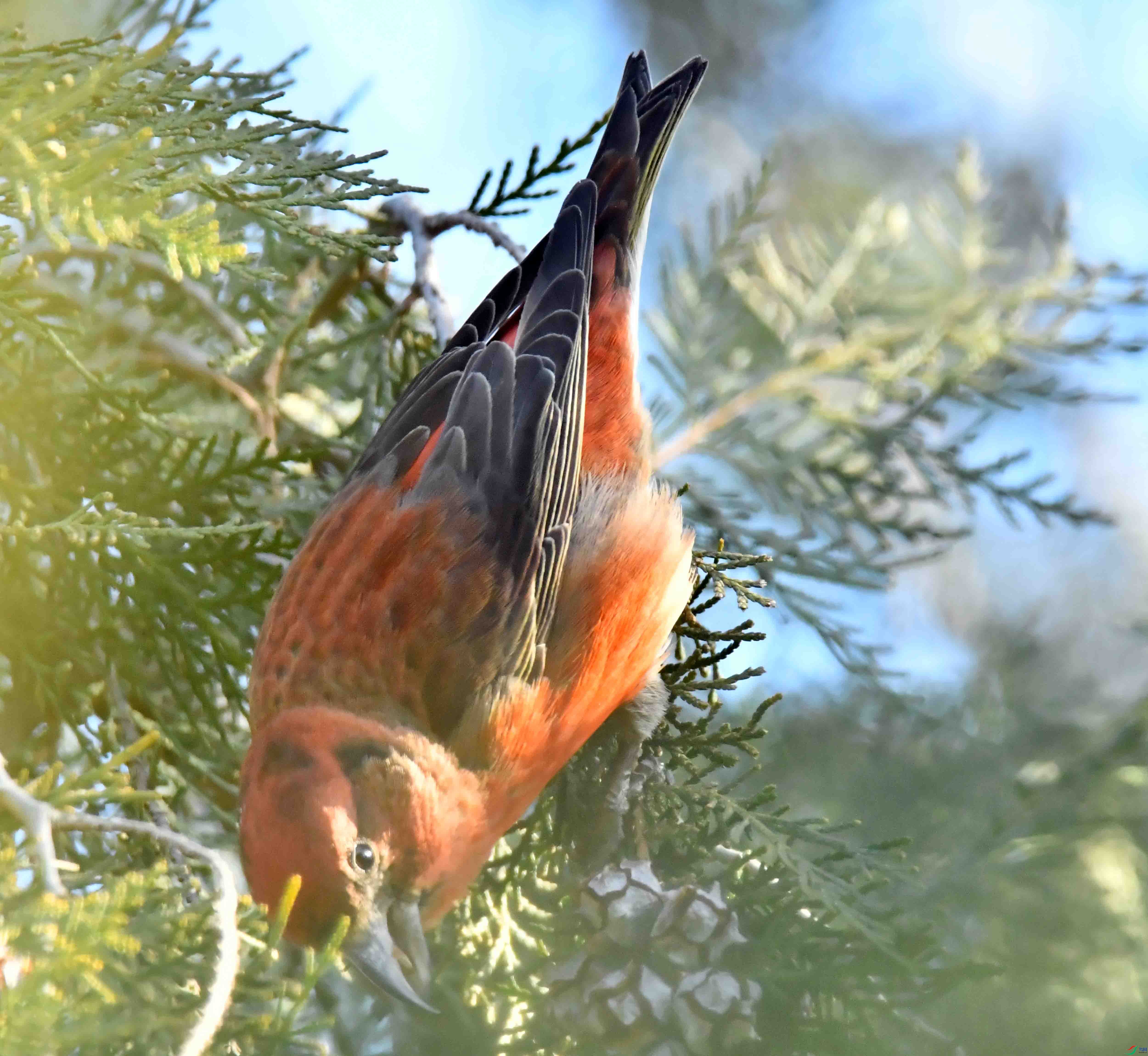 DSC_6825.JPG