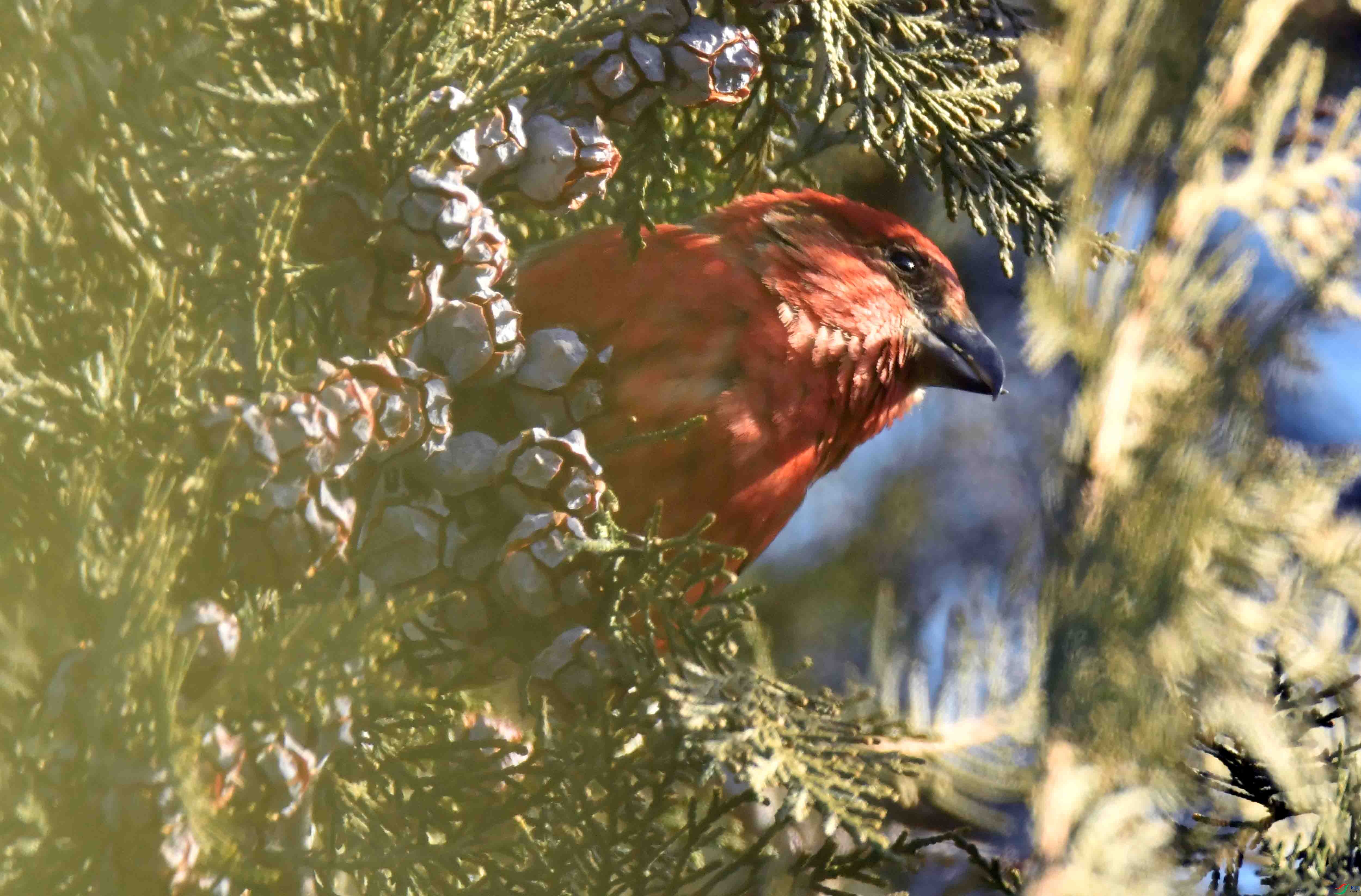 DSC_6882.JPG
