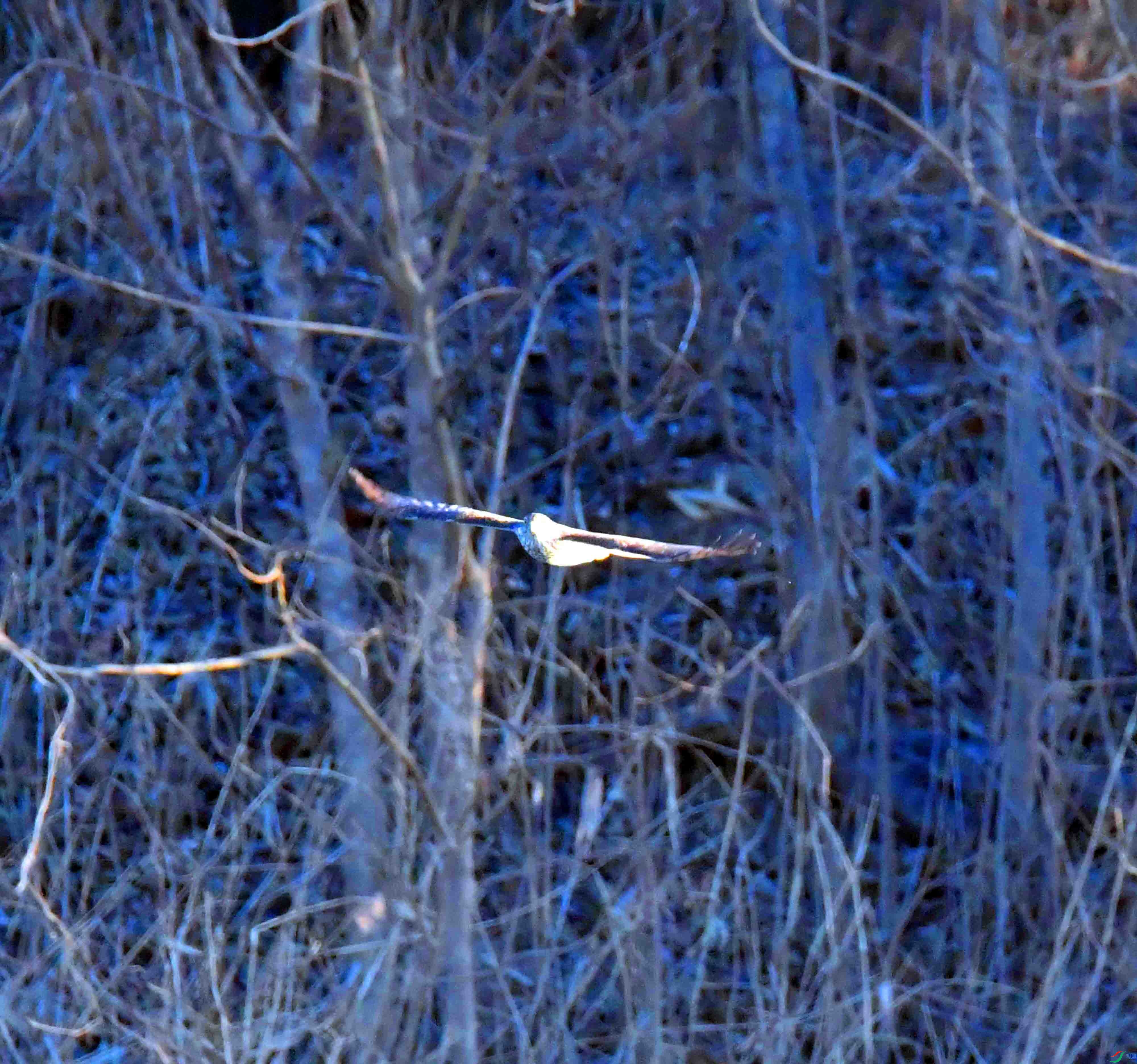 DSC_0040.JPG