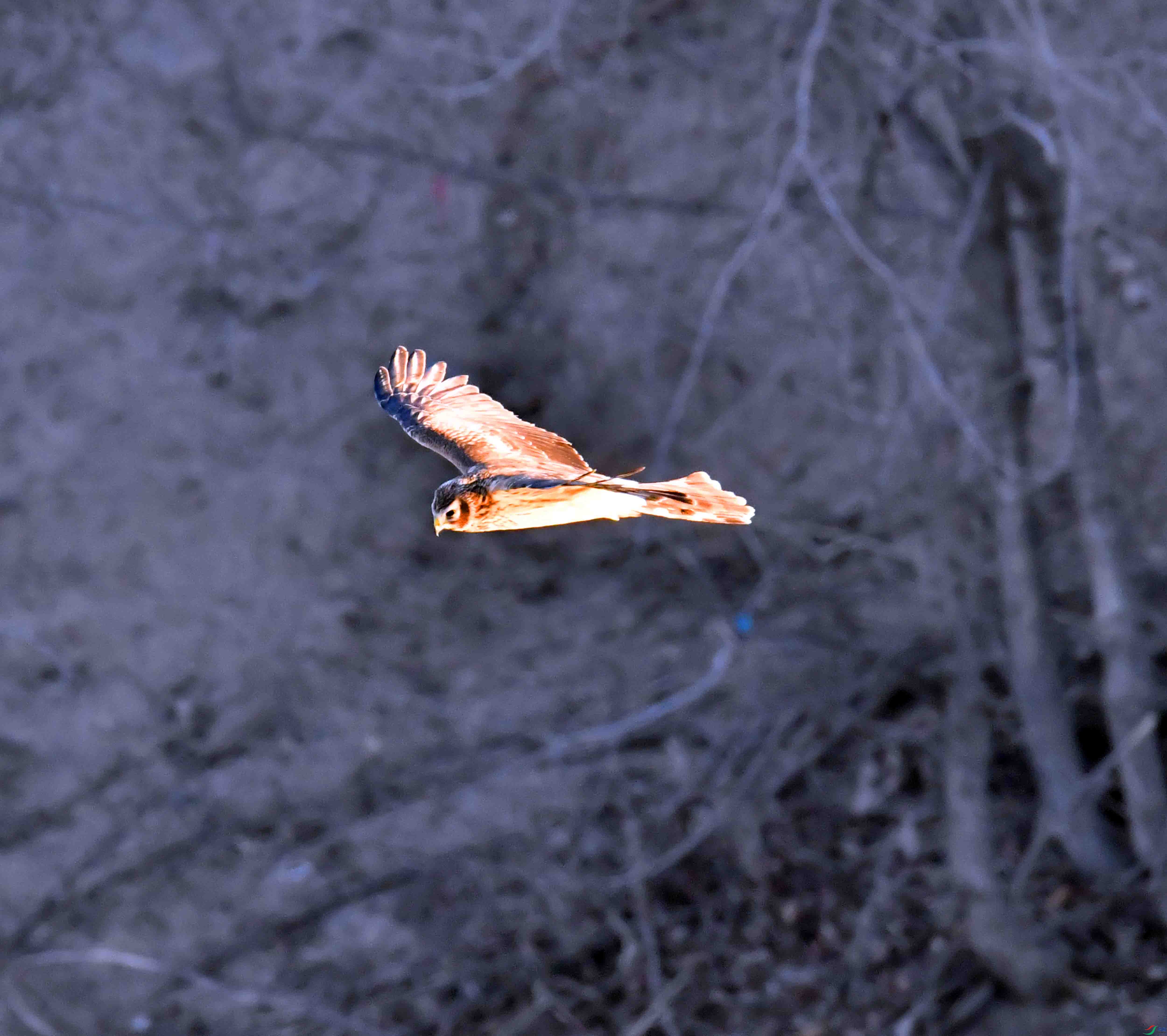 DSC_0070.JPG