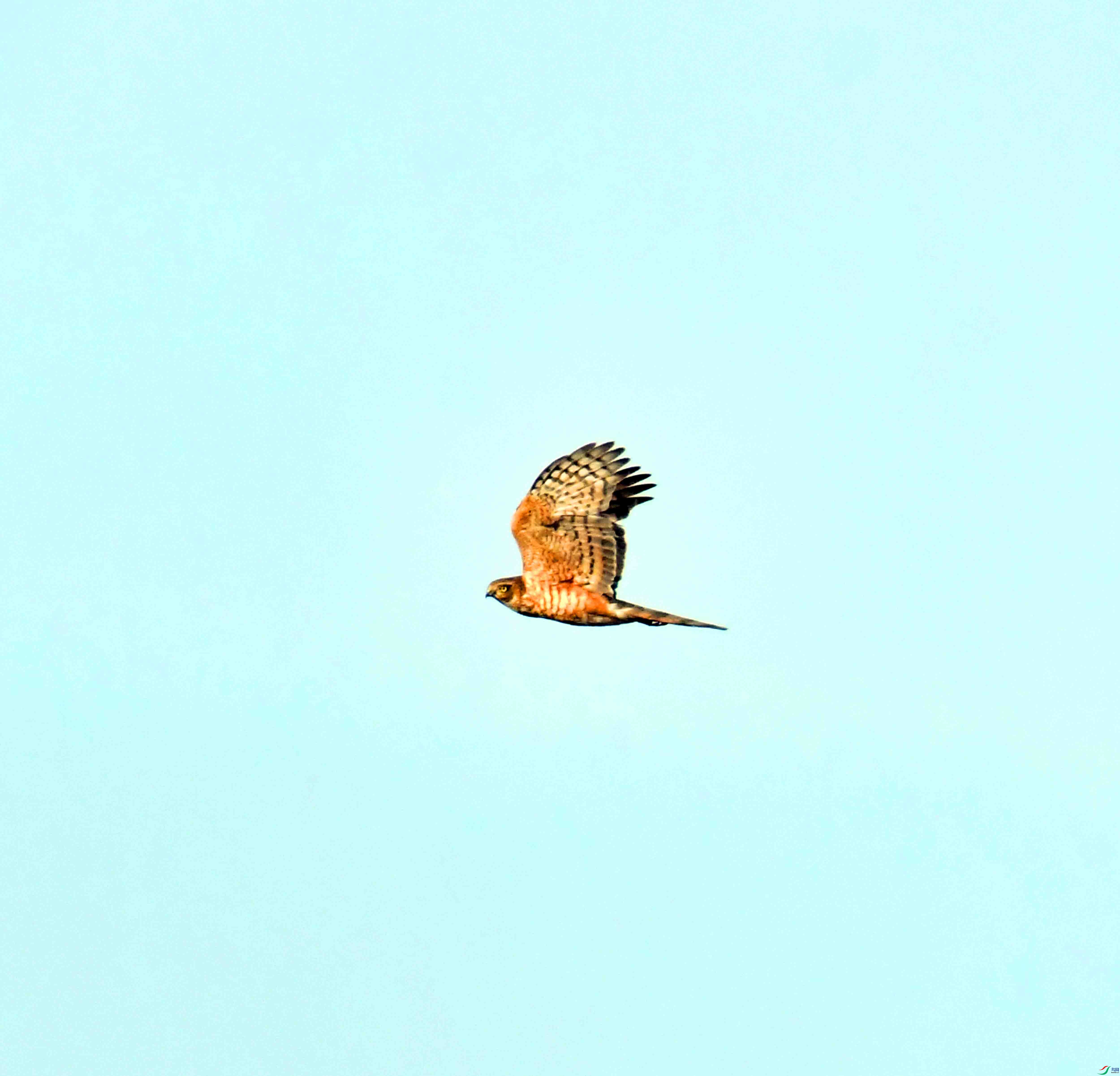 DSC_2910.JPG