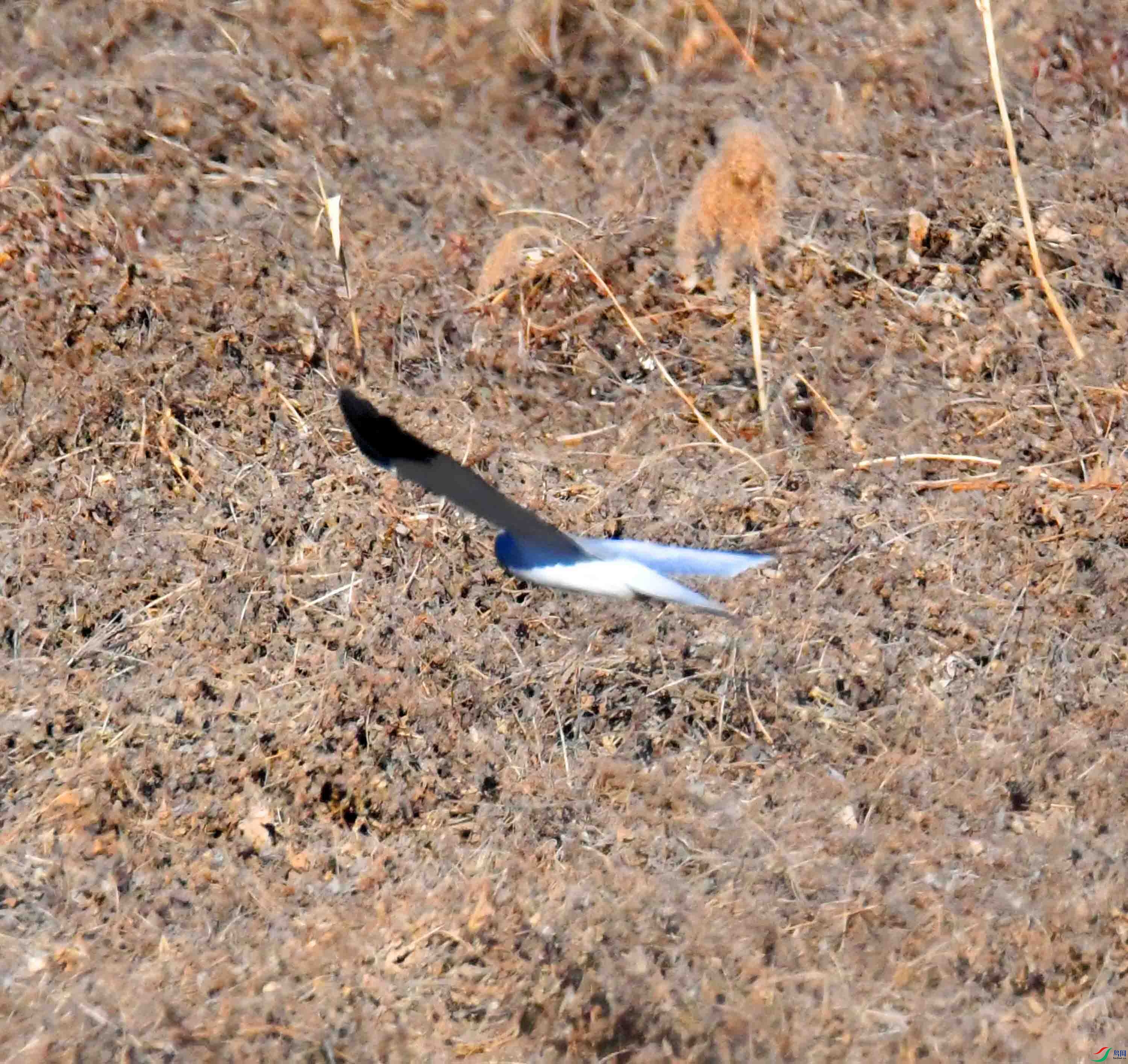 DSC_6780.JPG