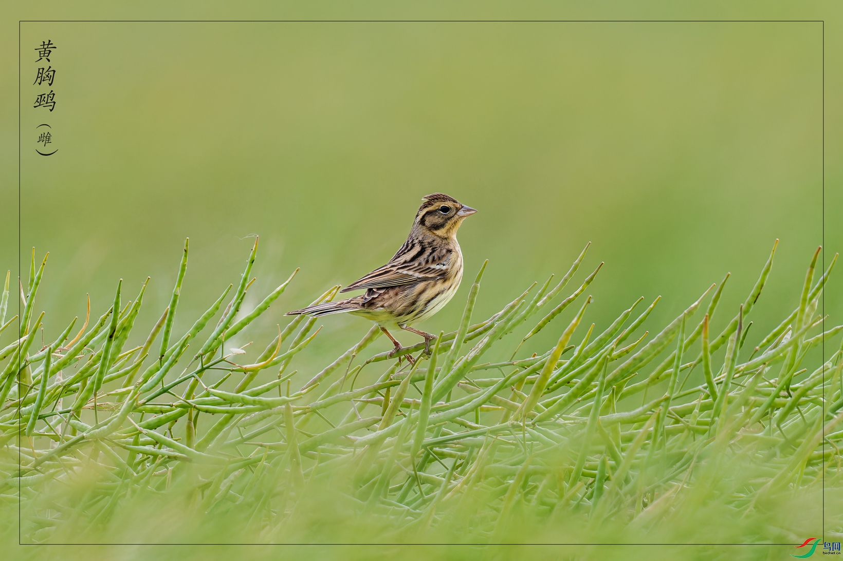 _DSC1605-NEF_DxO_DeepPRIMEXD-1.jpg