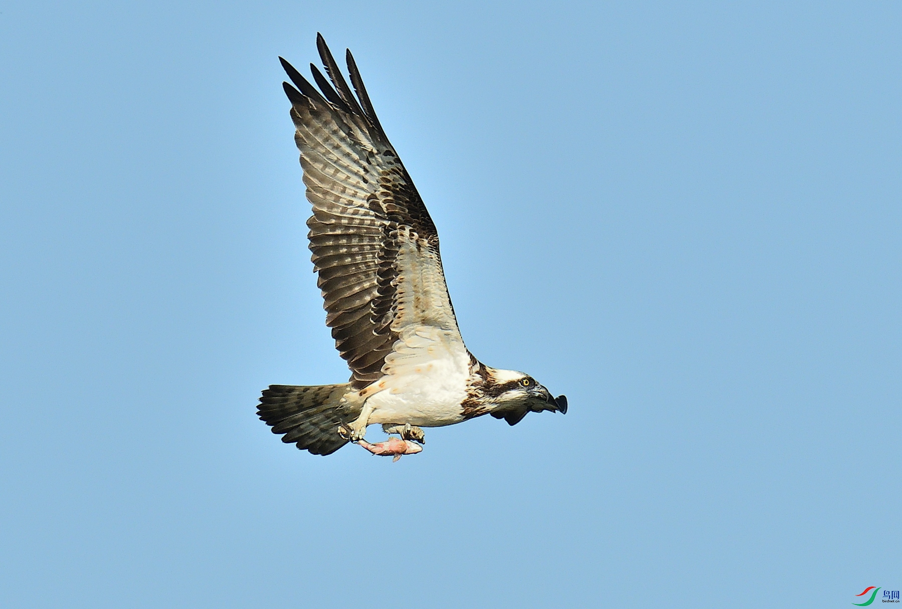 DSC_8542.JPG