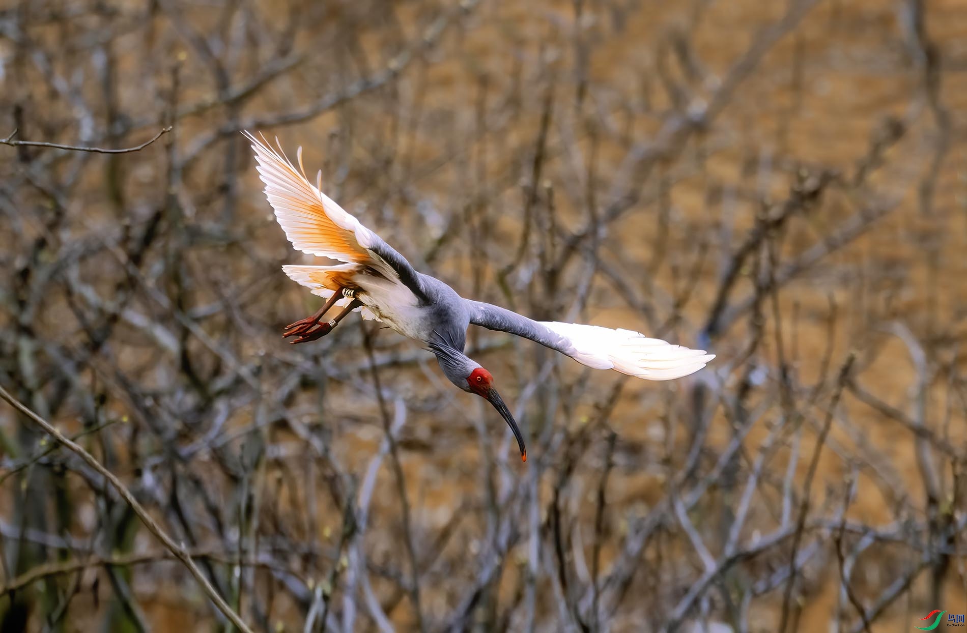 ���q����