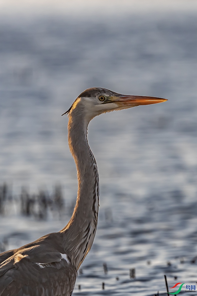 A63I0996 ����.jpg