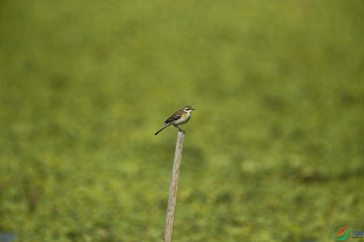 Picture 7896992.jpg