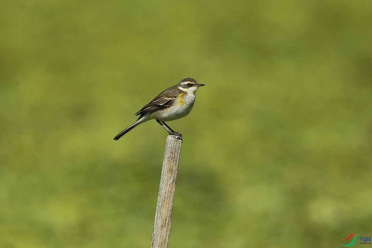 Picture 12890192.jpg