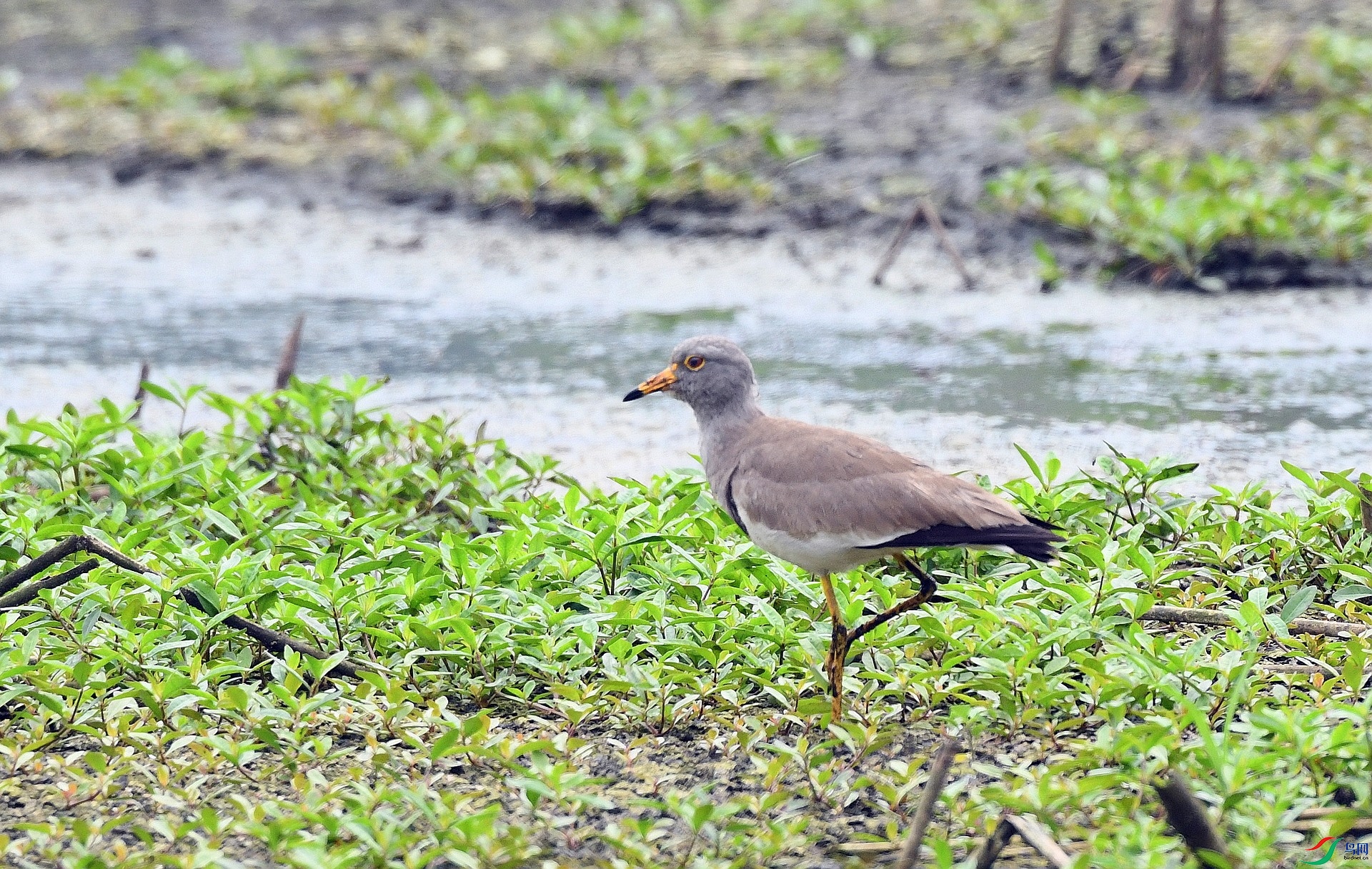 DSC_8706.jpg