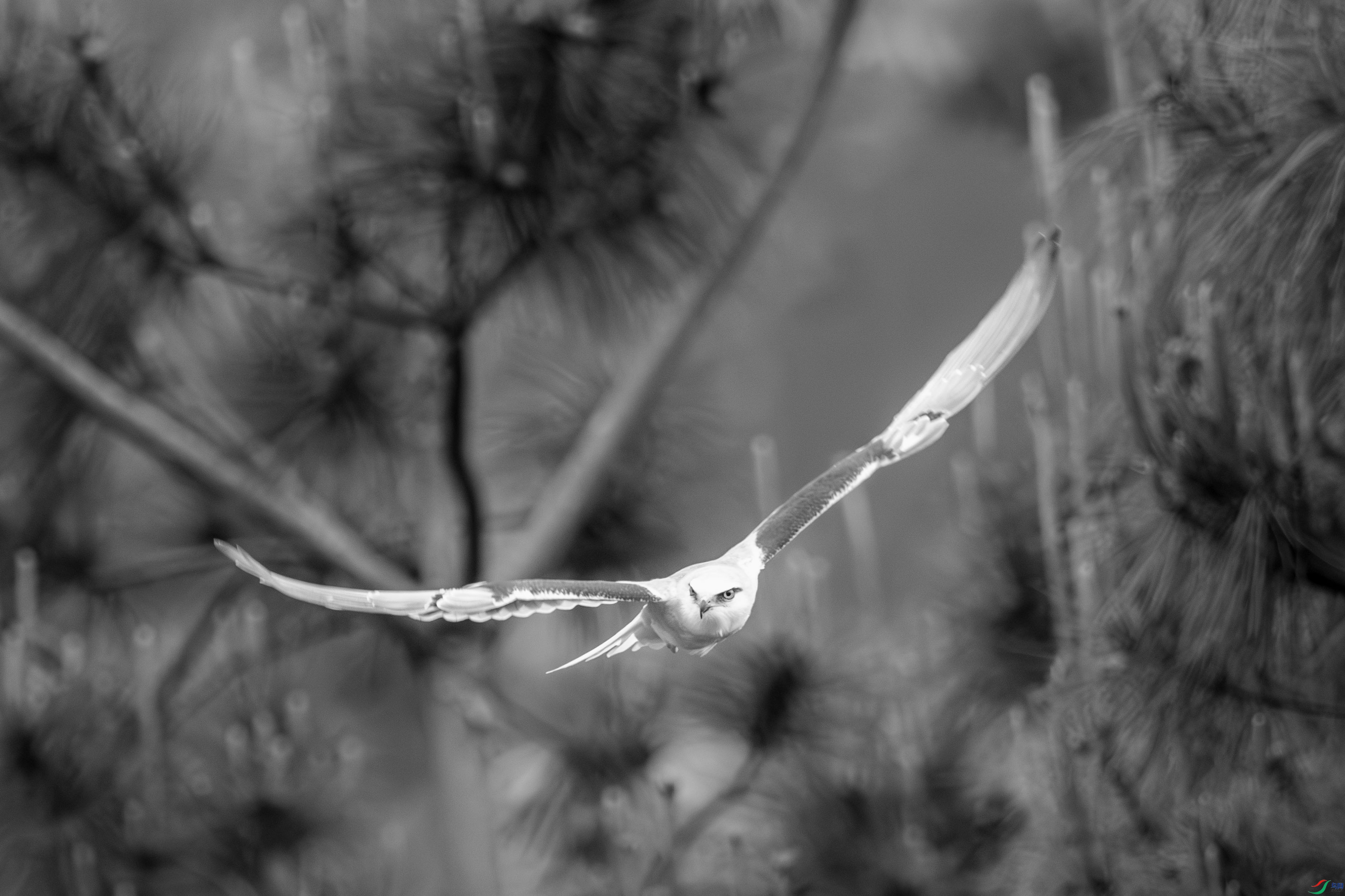 DSC_4377_1.JPG