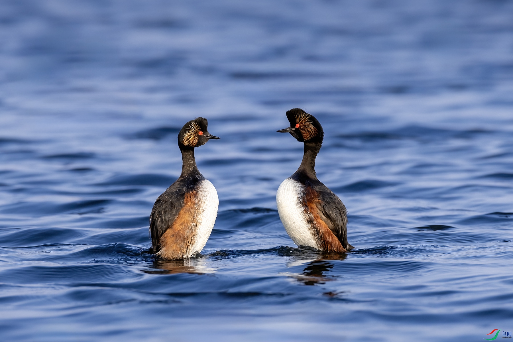 488A2847 ����.jpg