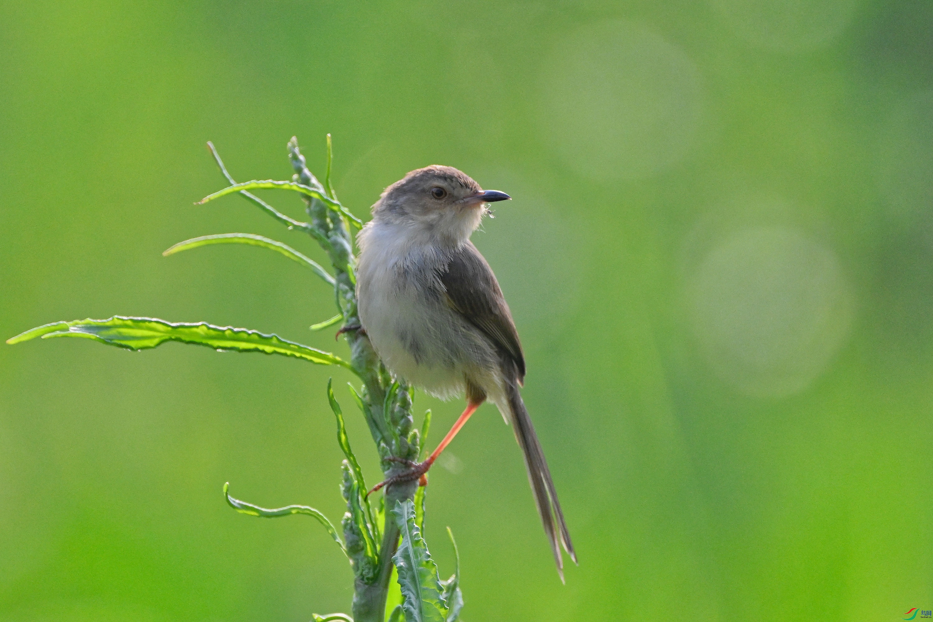 DSC_7431.jpg