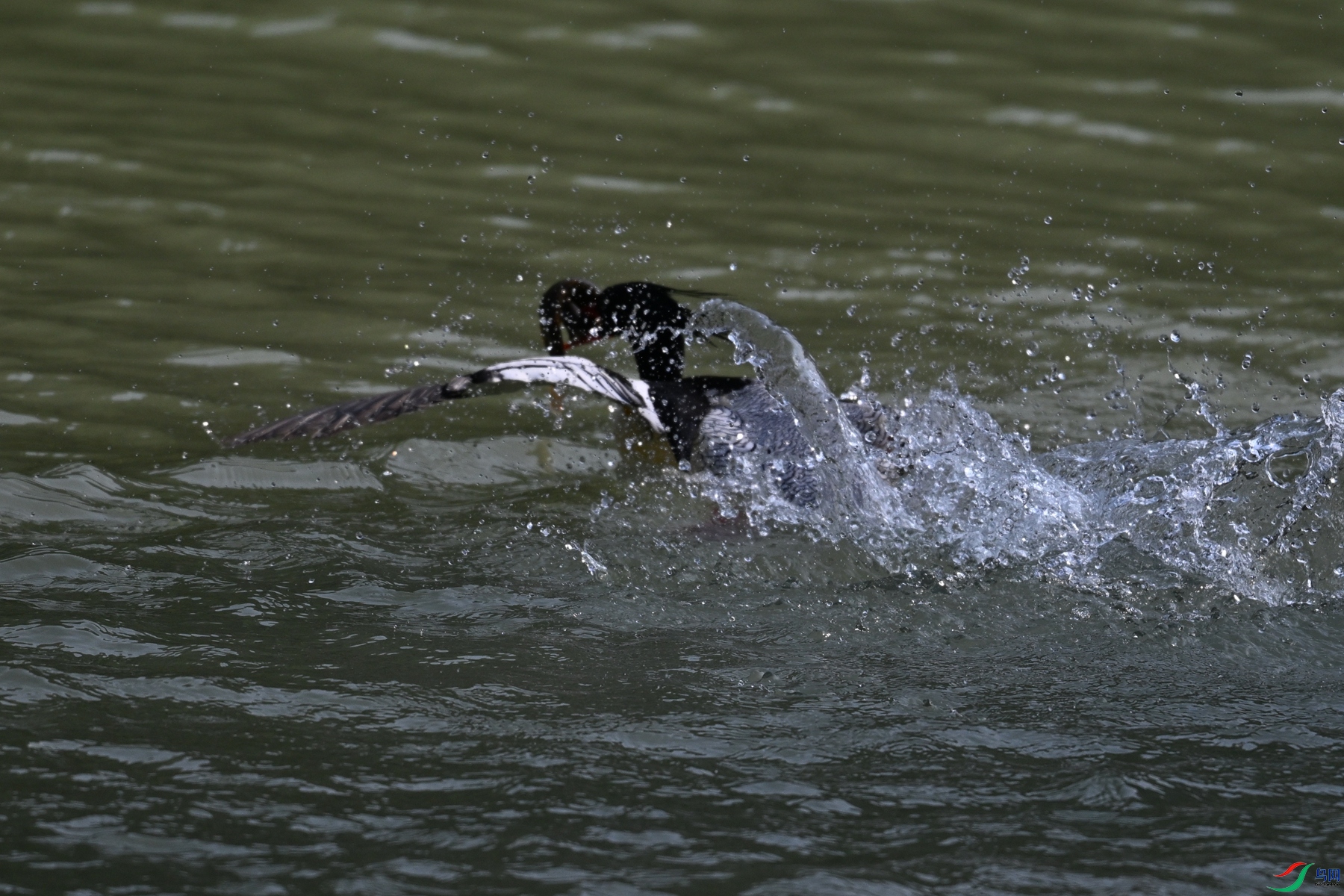 DSC_7478.JPG