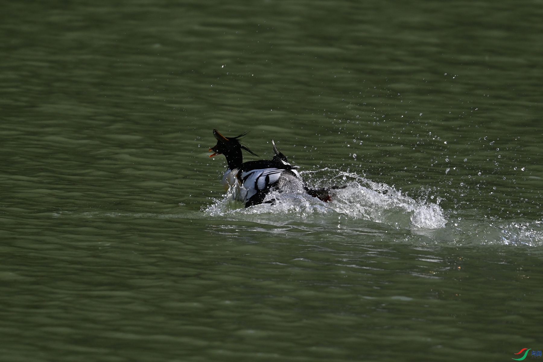 DSC_7489.JPG