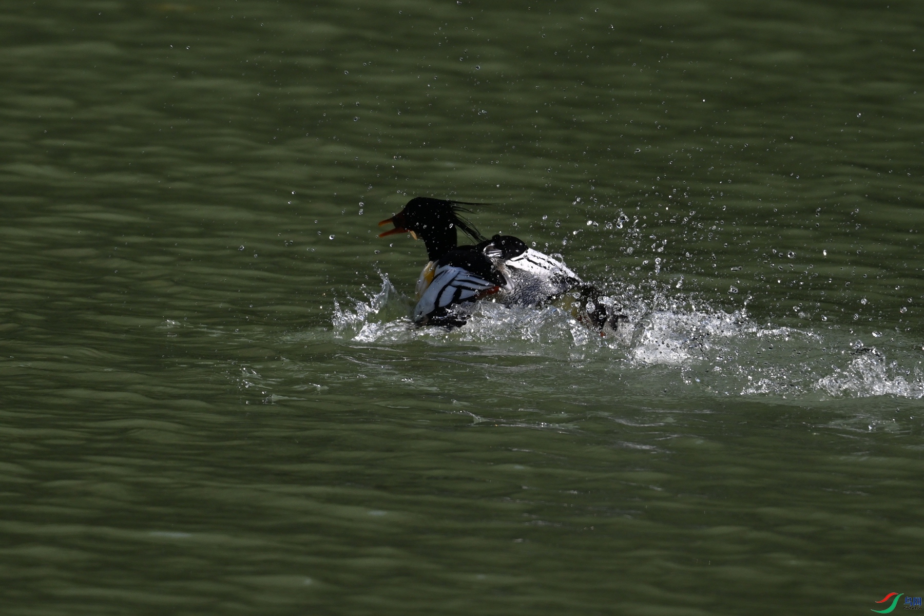 DSC_7493.JPG