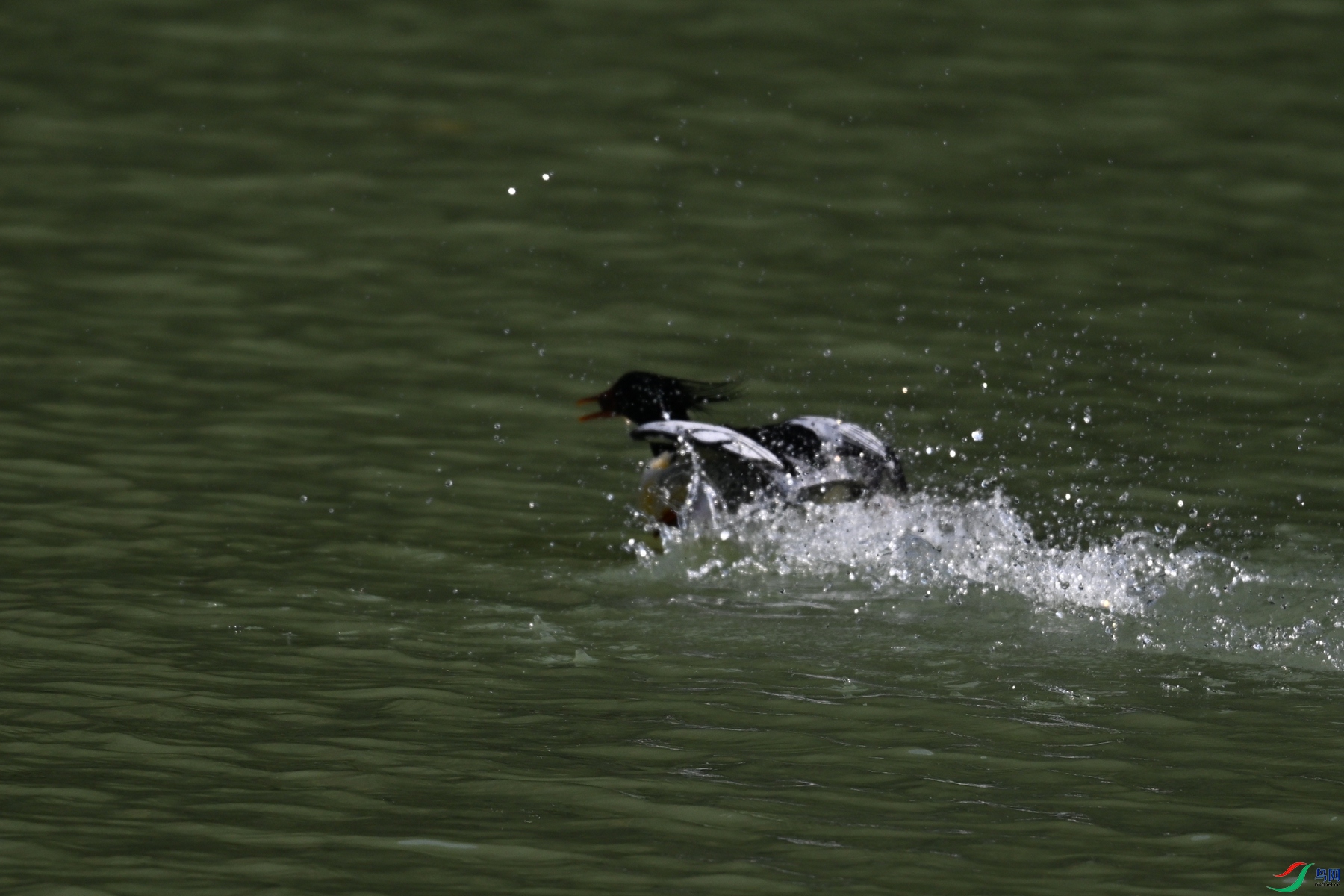 DSC_7494.JPG
