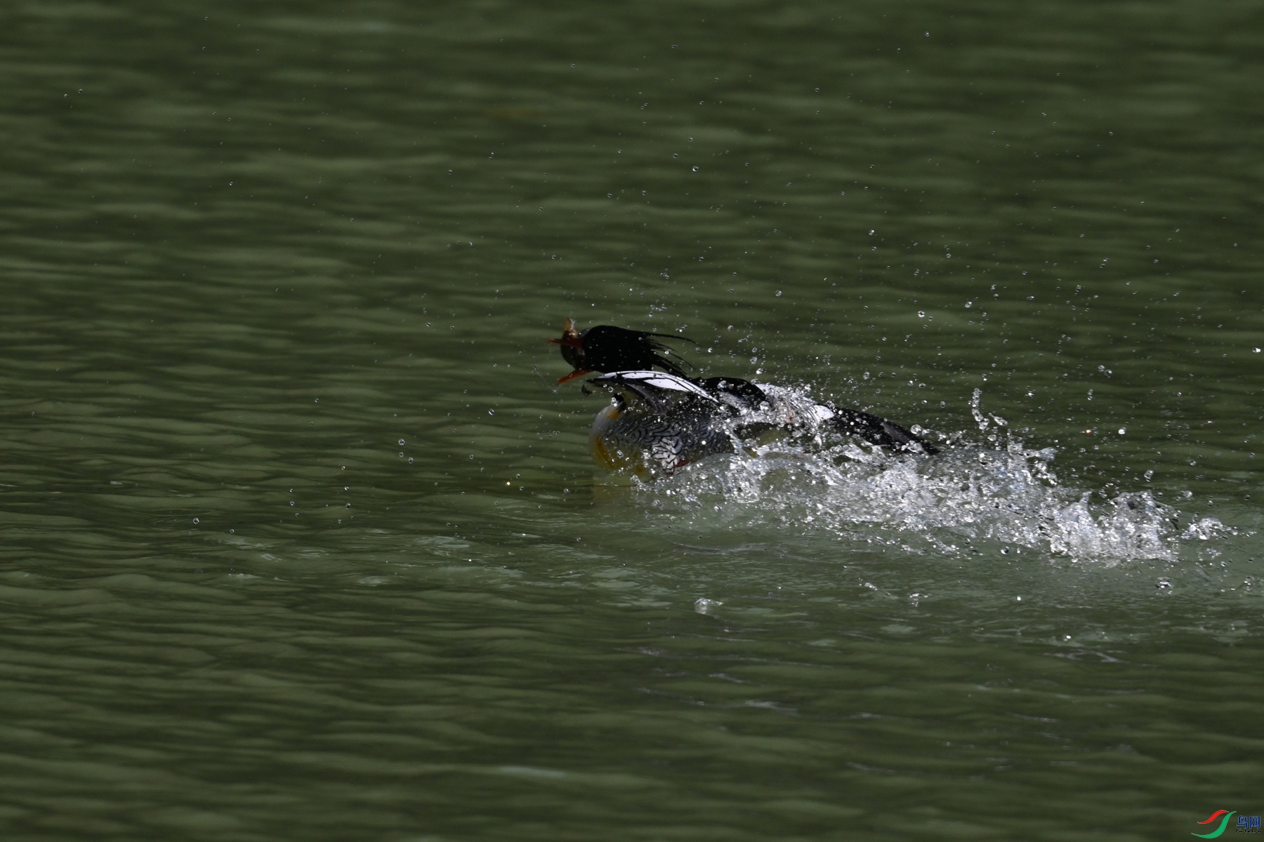 DSC_7495.JPG