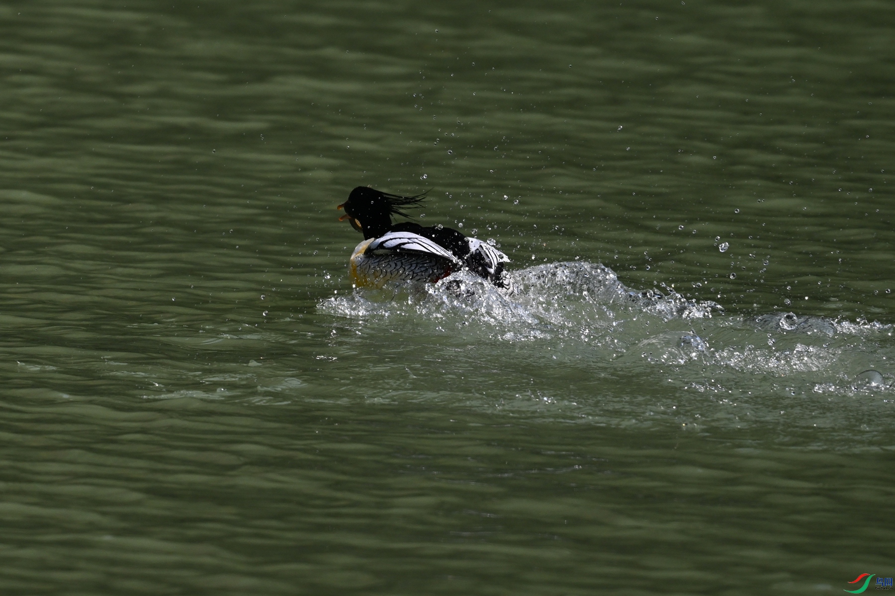 DSC_7497.JPG