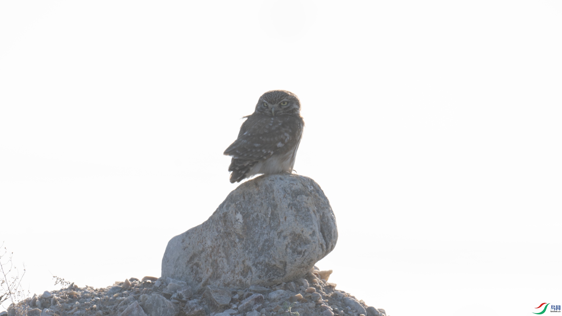 _DSC7545-1x5.jpg