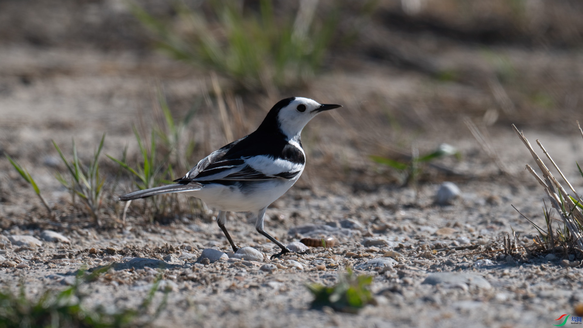 _DSC7076-1x1.jpg