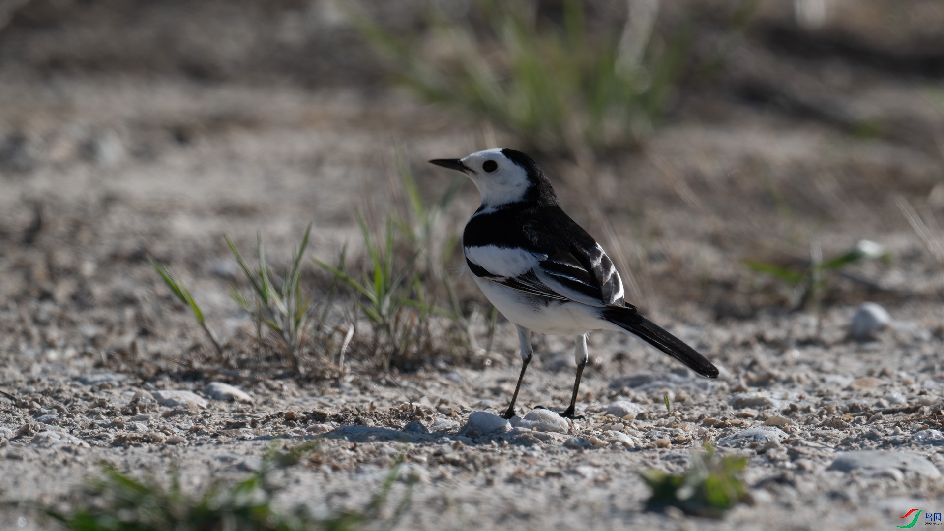 _DSC7170-1x4.jpg