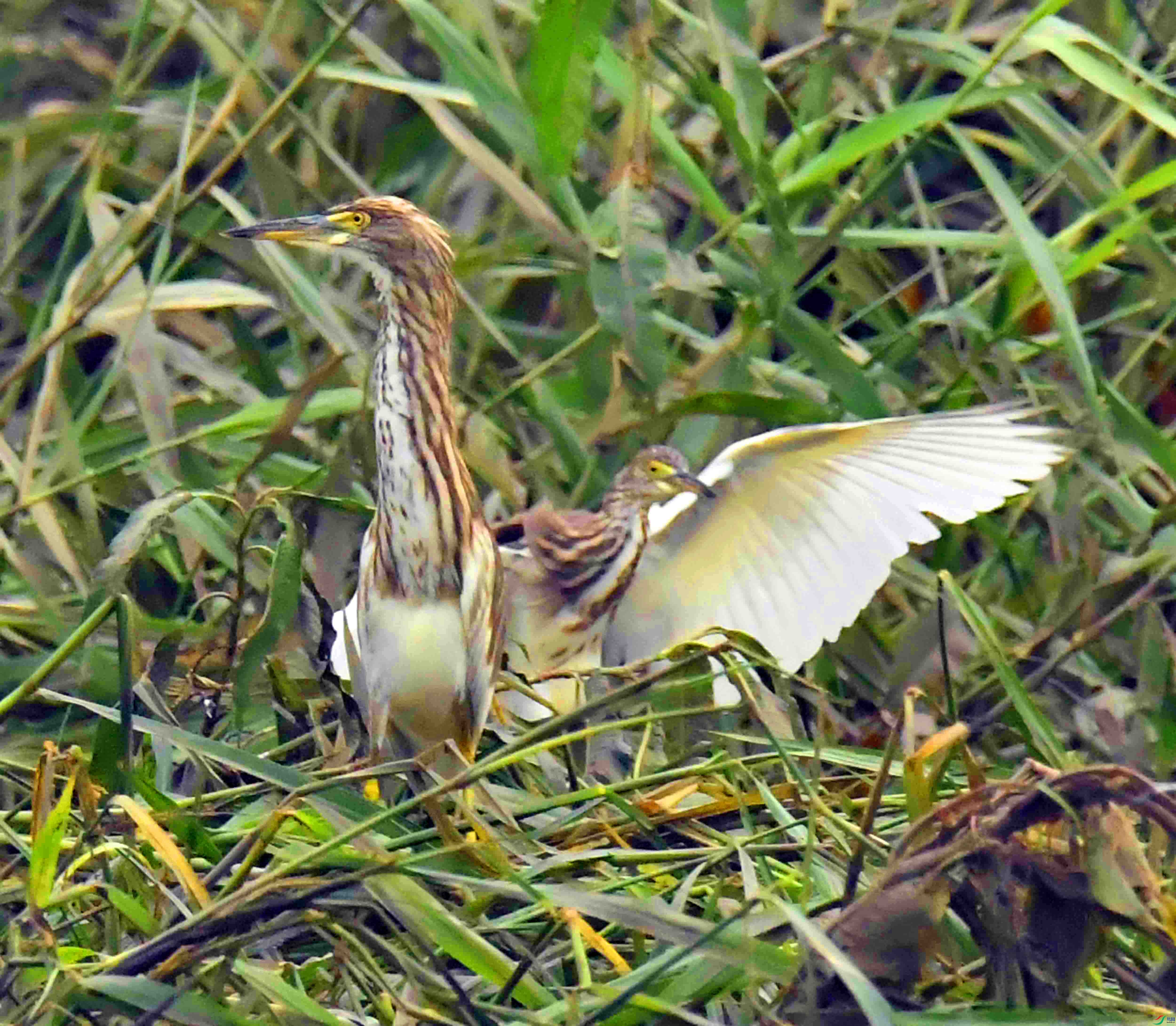 DSC_8395.JPG