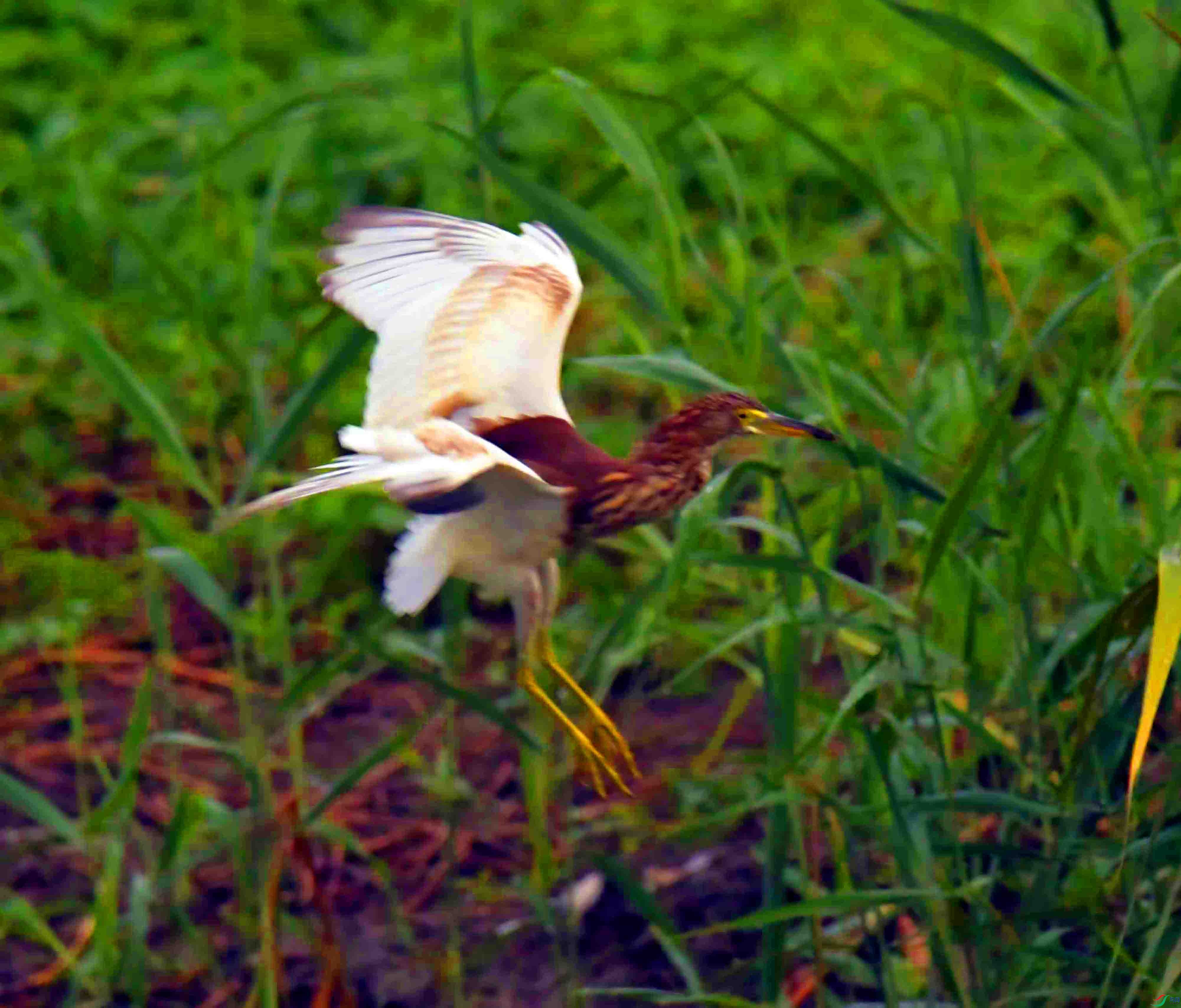 DSC_8461.JPG